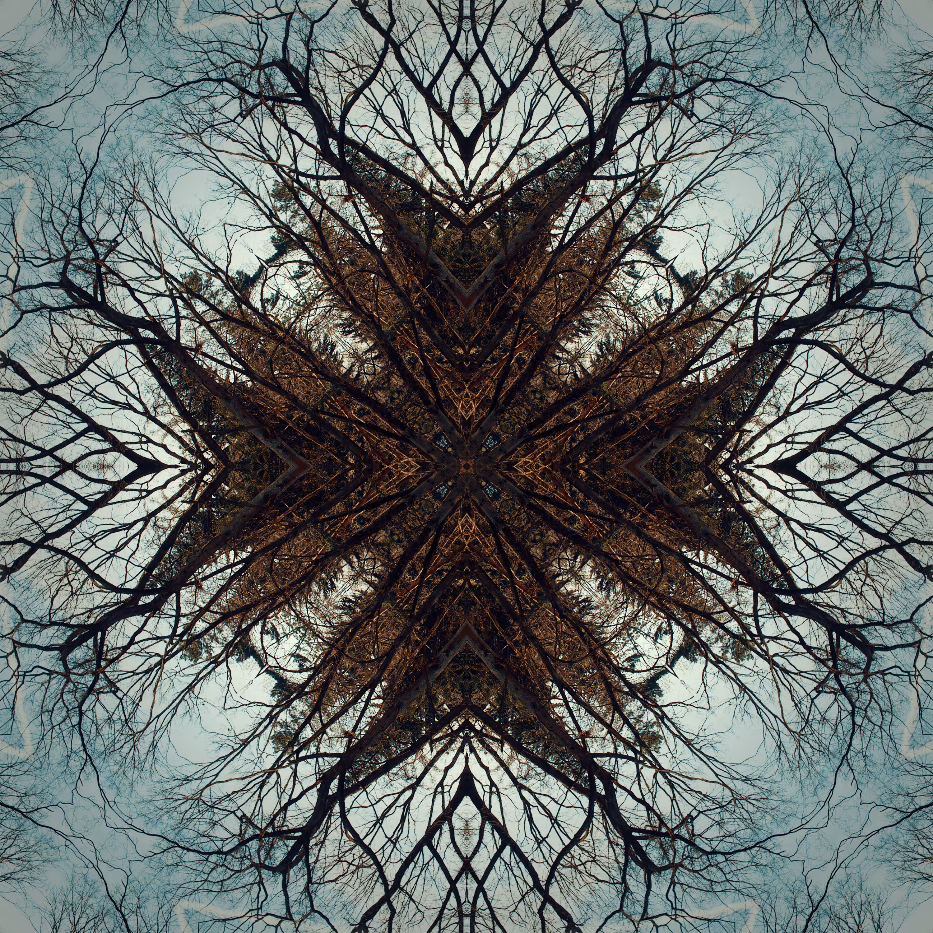 #1 TREE