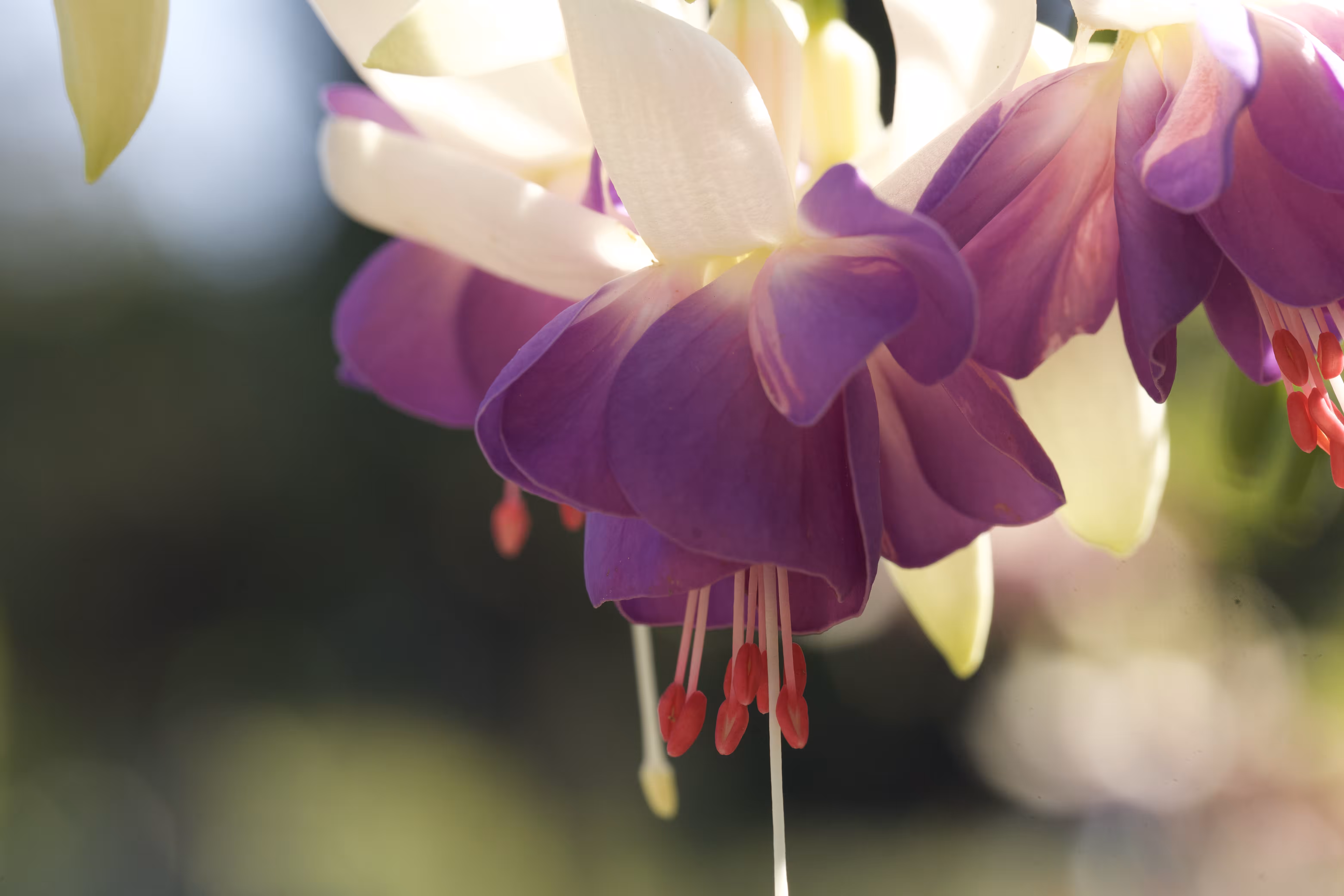 The Captain's Collection: Fuchsia