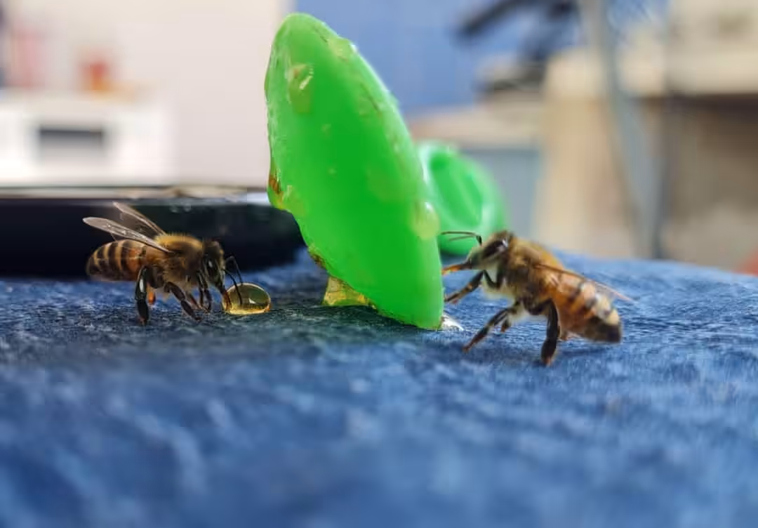 REALONES: Two Bees and the Honey