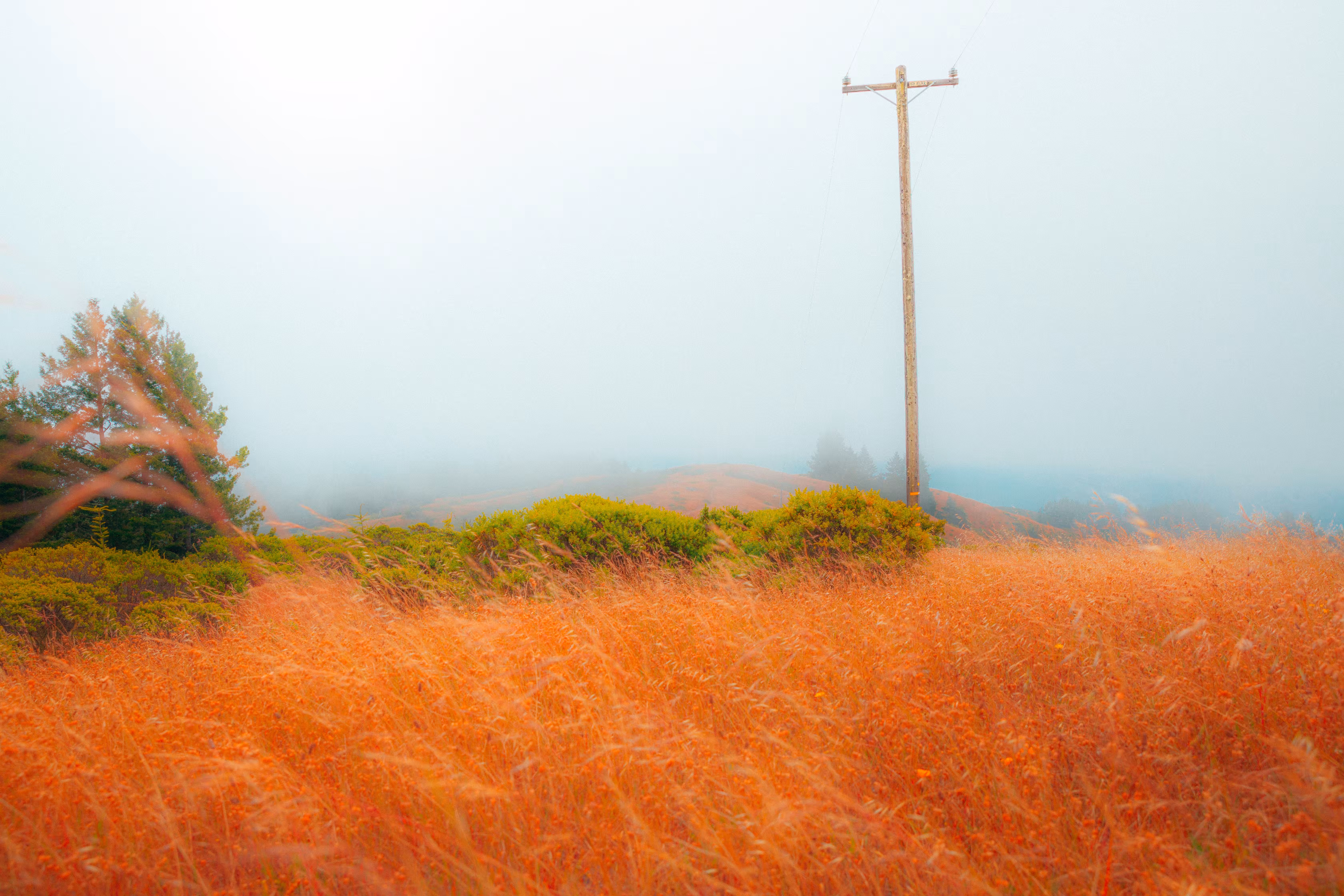 The Lonely Power Pole