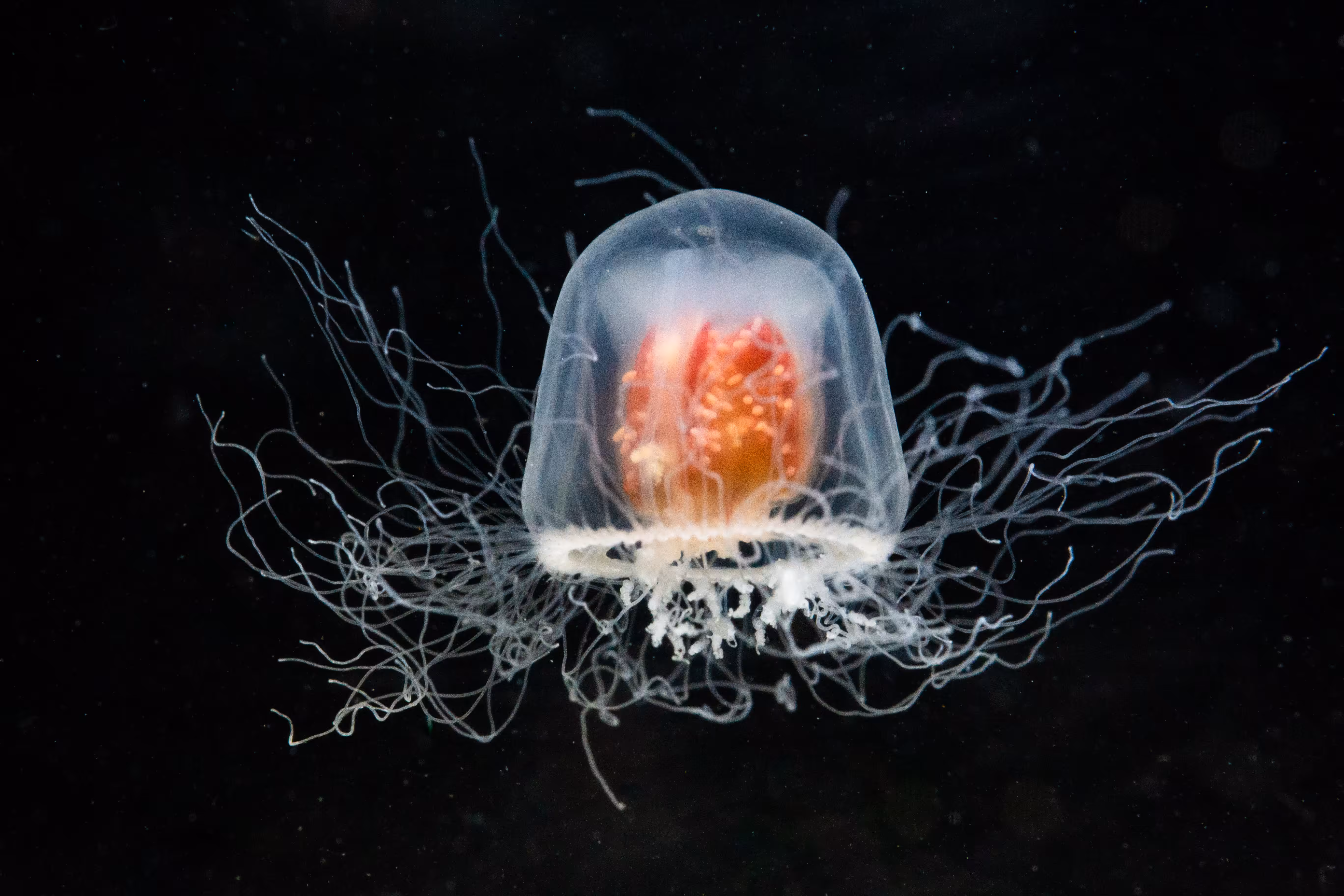 Turritopsis rubra II