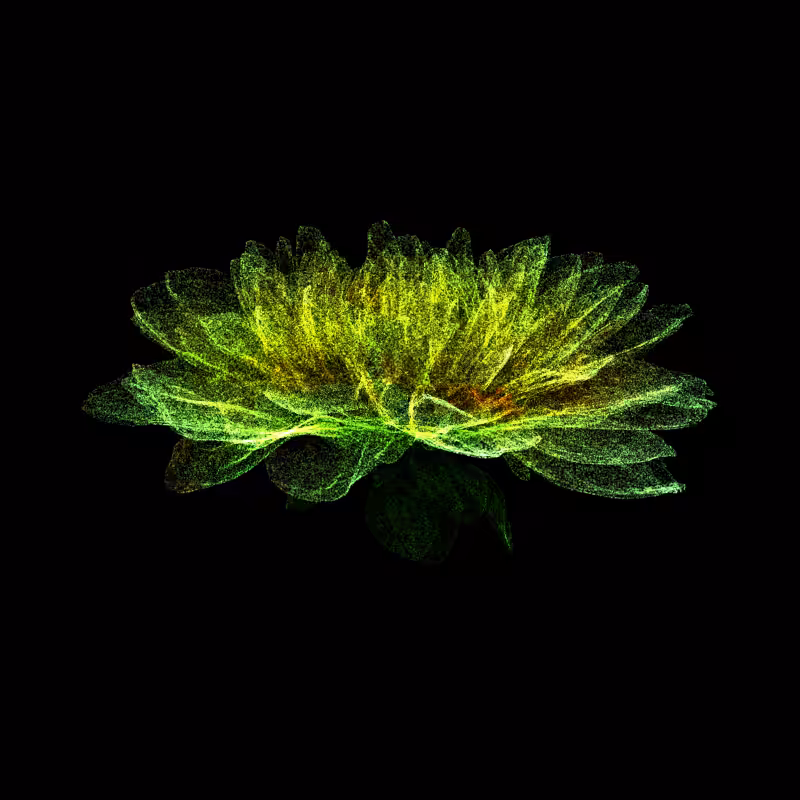 Dahlia Pinnata 30 #126