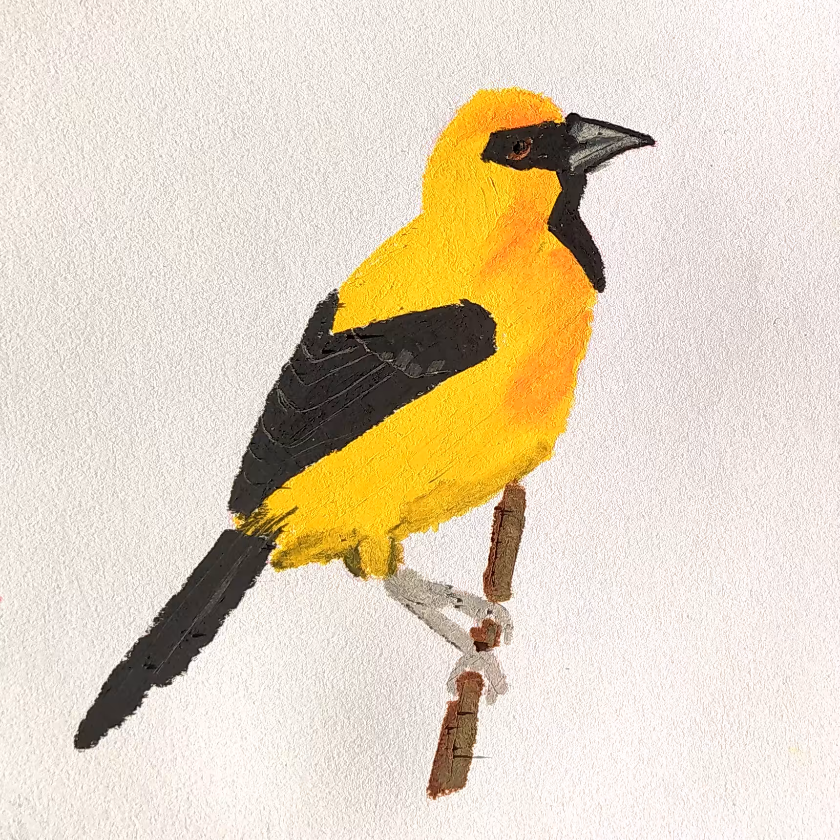 turpial amarillo