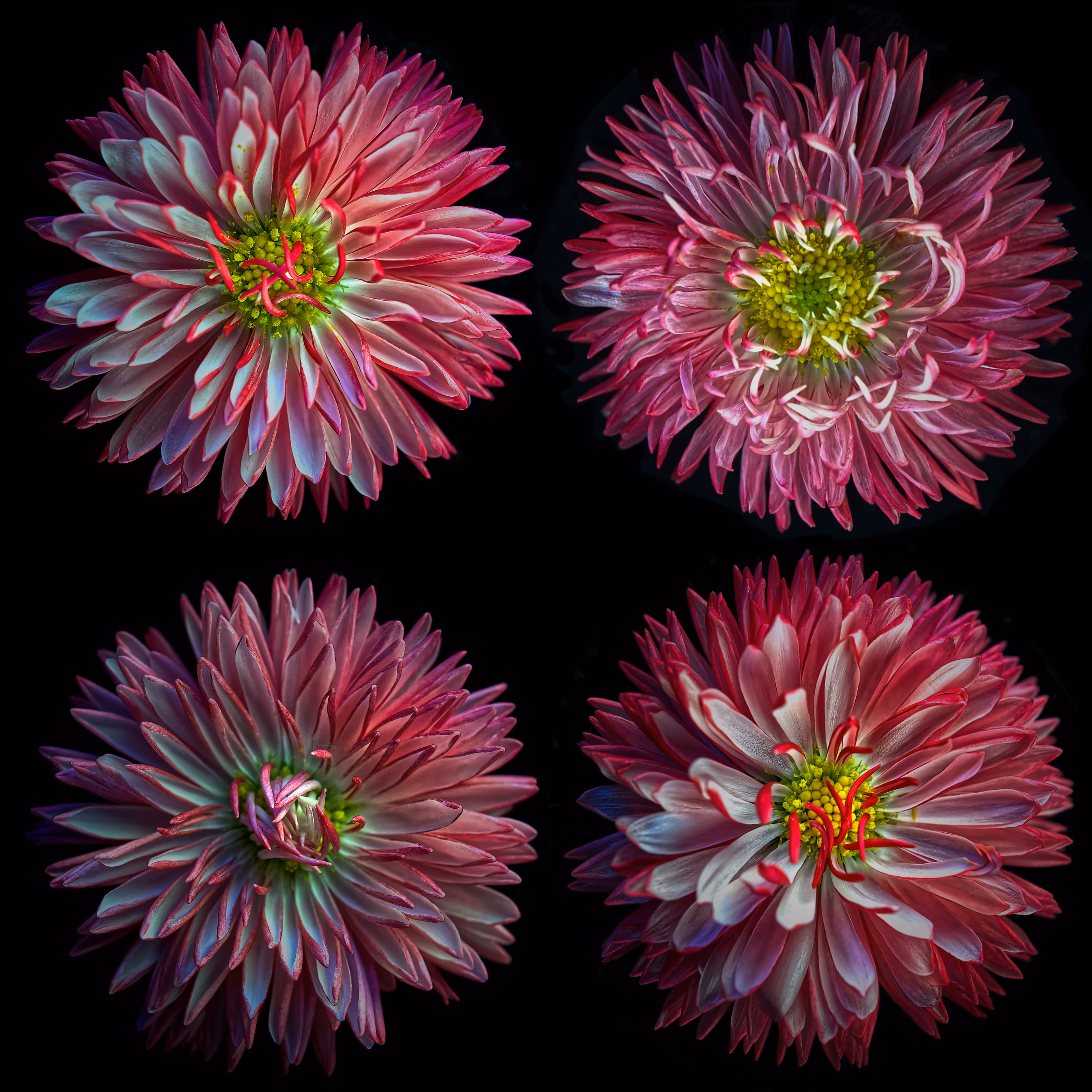 four daisies