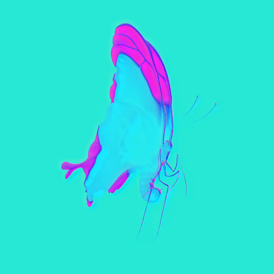 VIBN BUTTZ #024