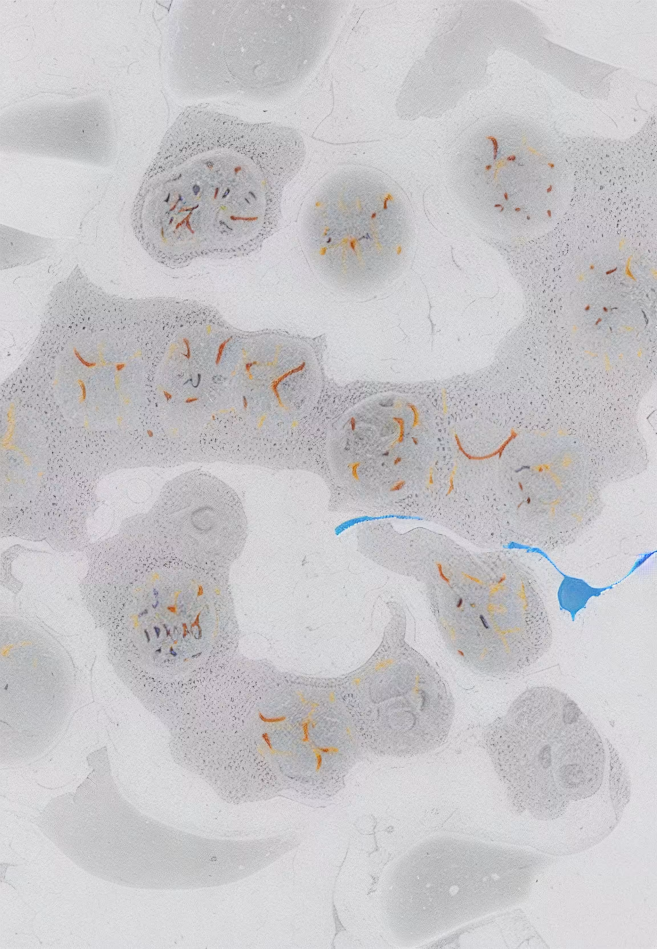 Histologia In Silico #140
