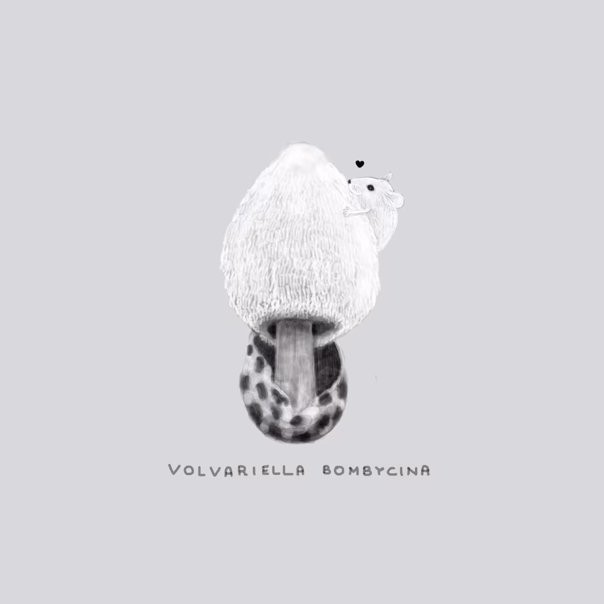 #6 RODENT - Volvariella Bombycina