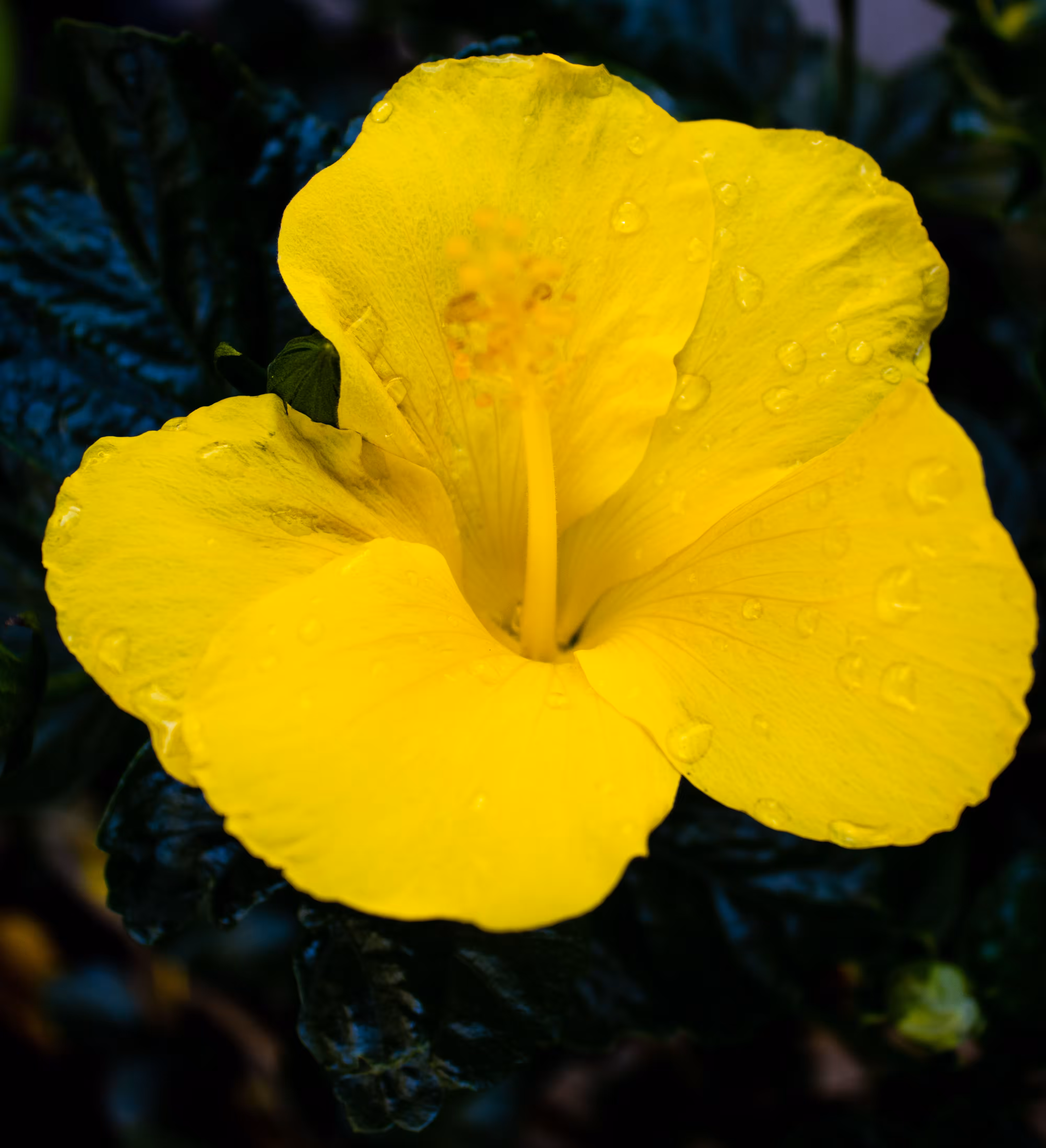 Hawaiian Hibiscus