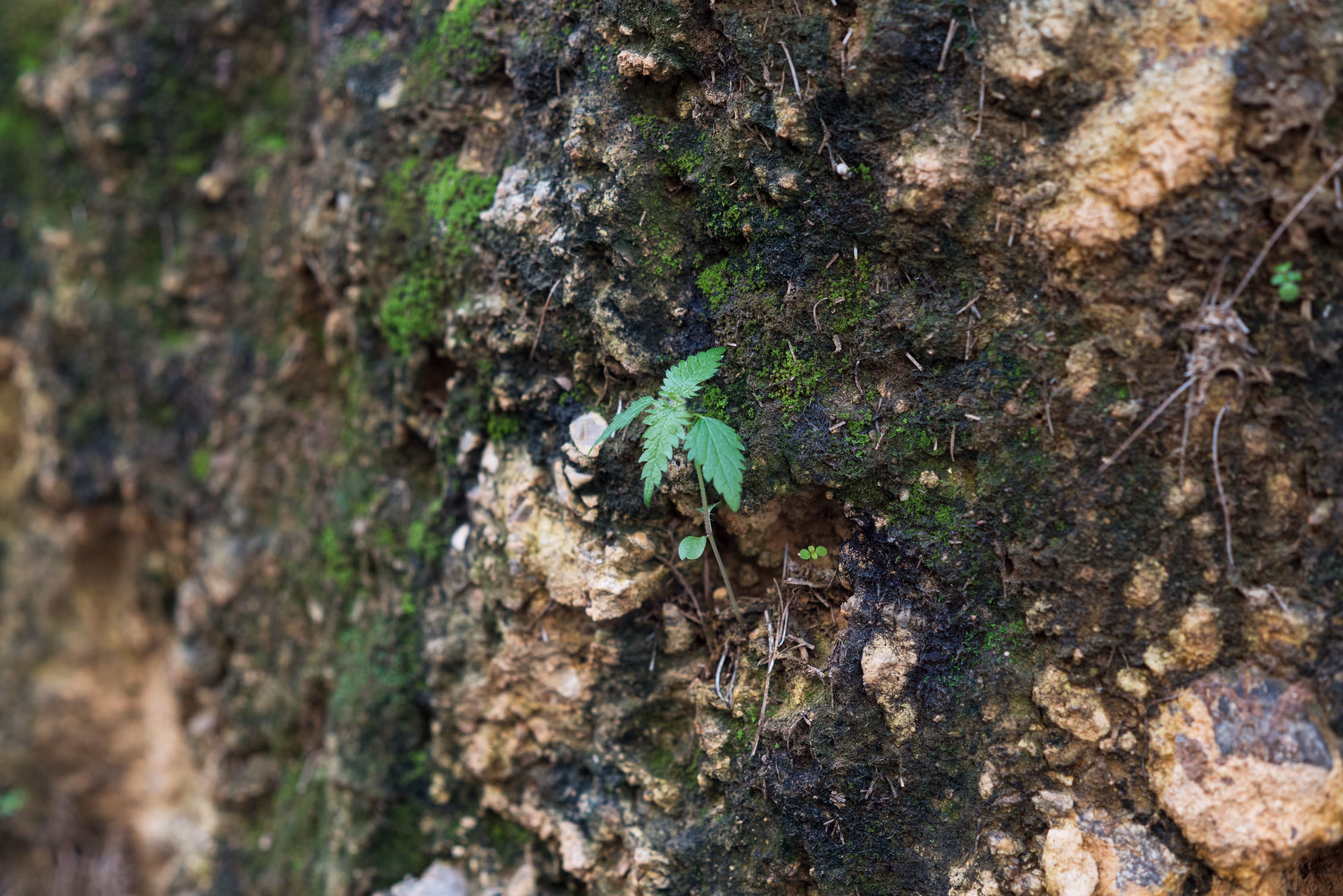 Nettle