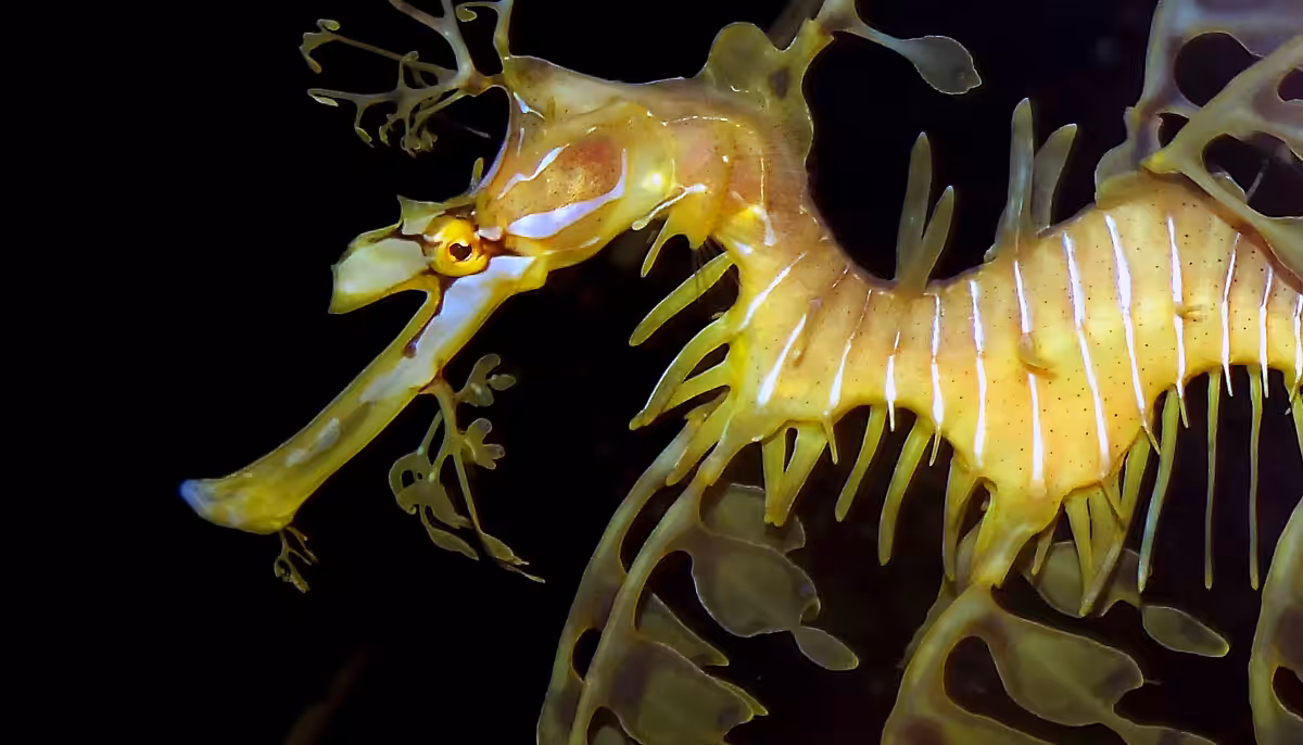 Leafy Seadragon