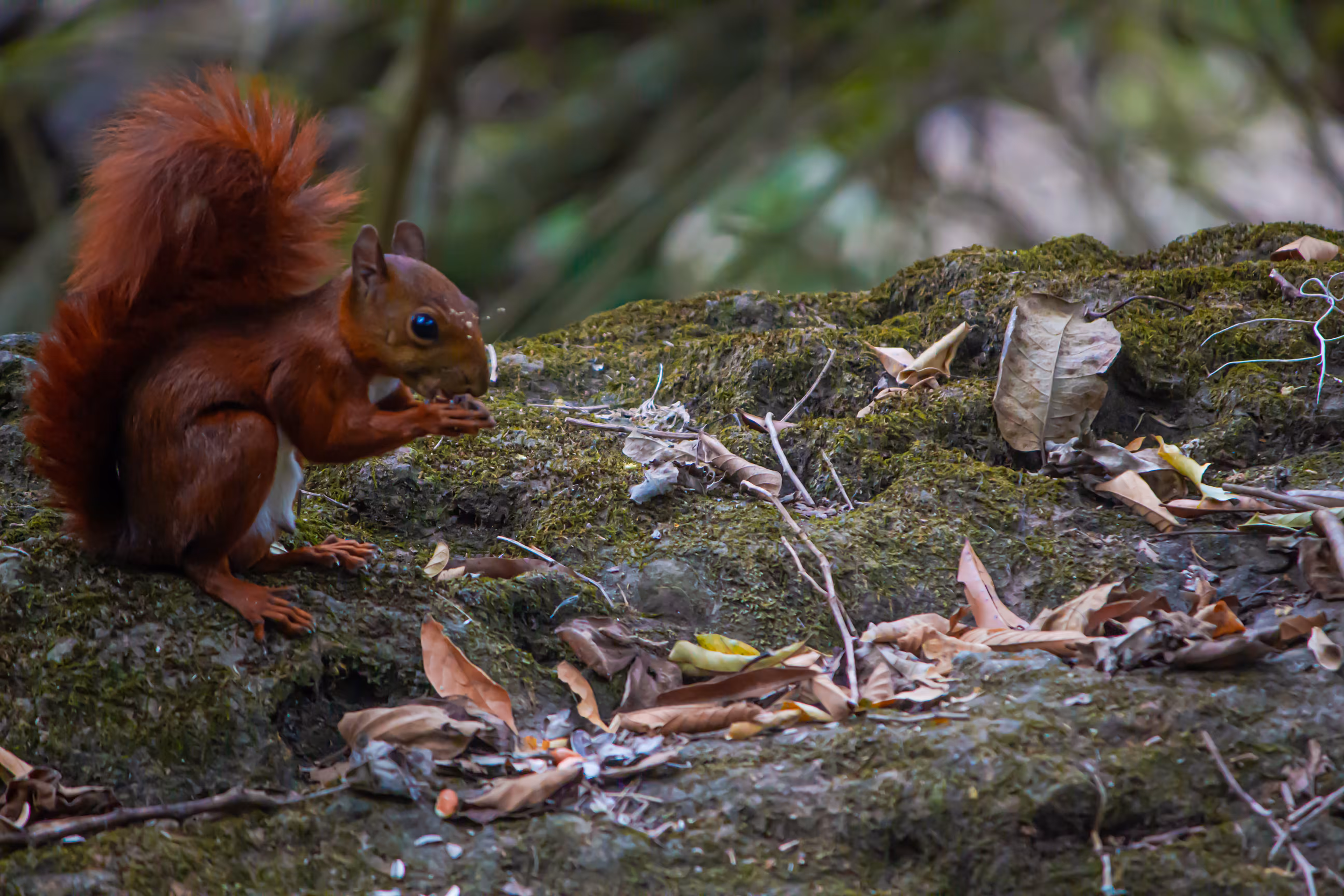 Squirrel in San Gil