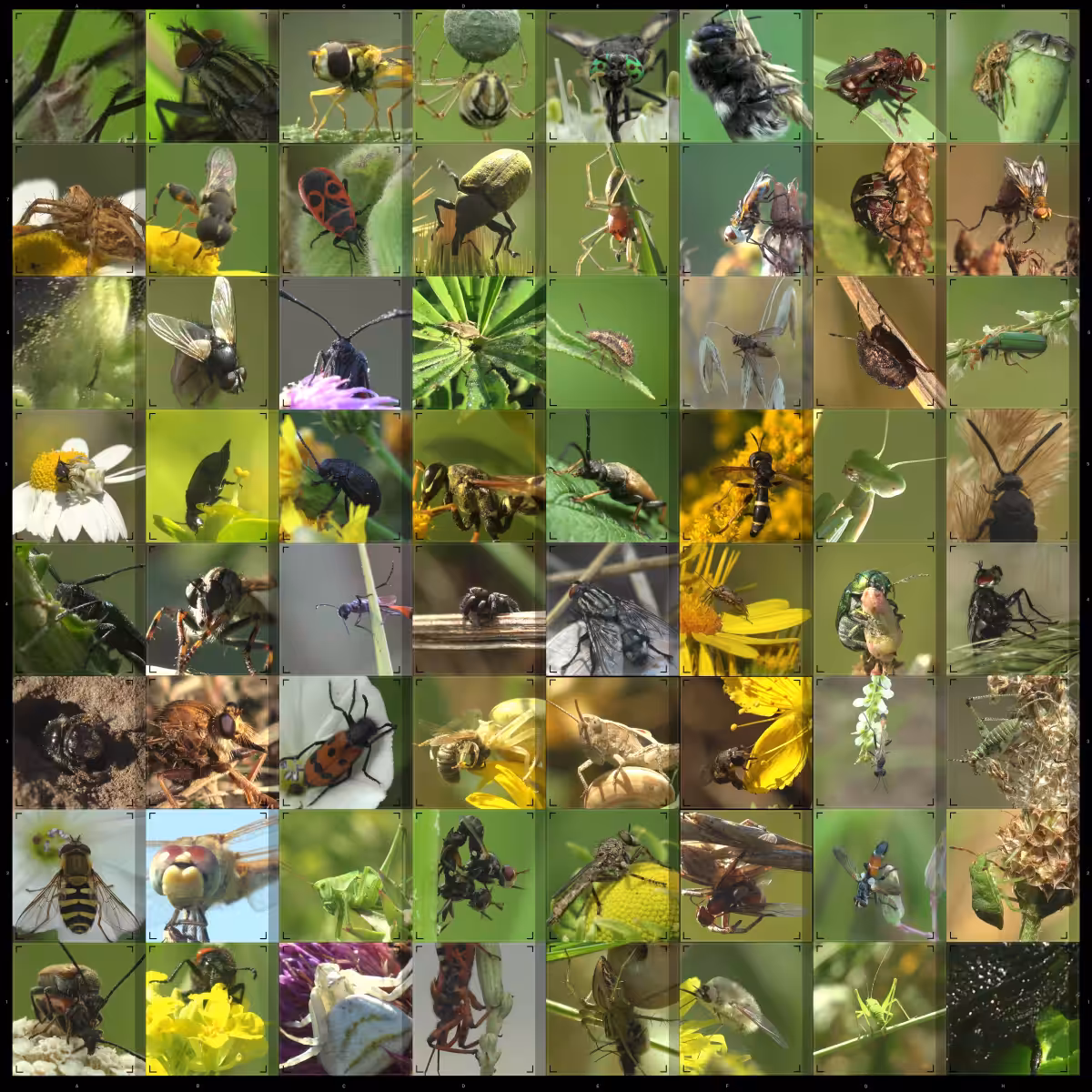 Insect chess board, 8K 