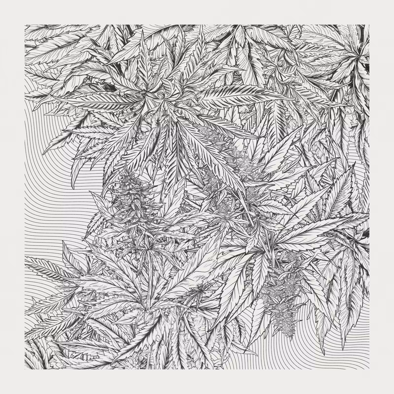 zancannabis #256