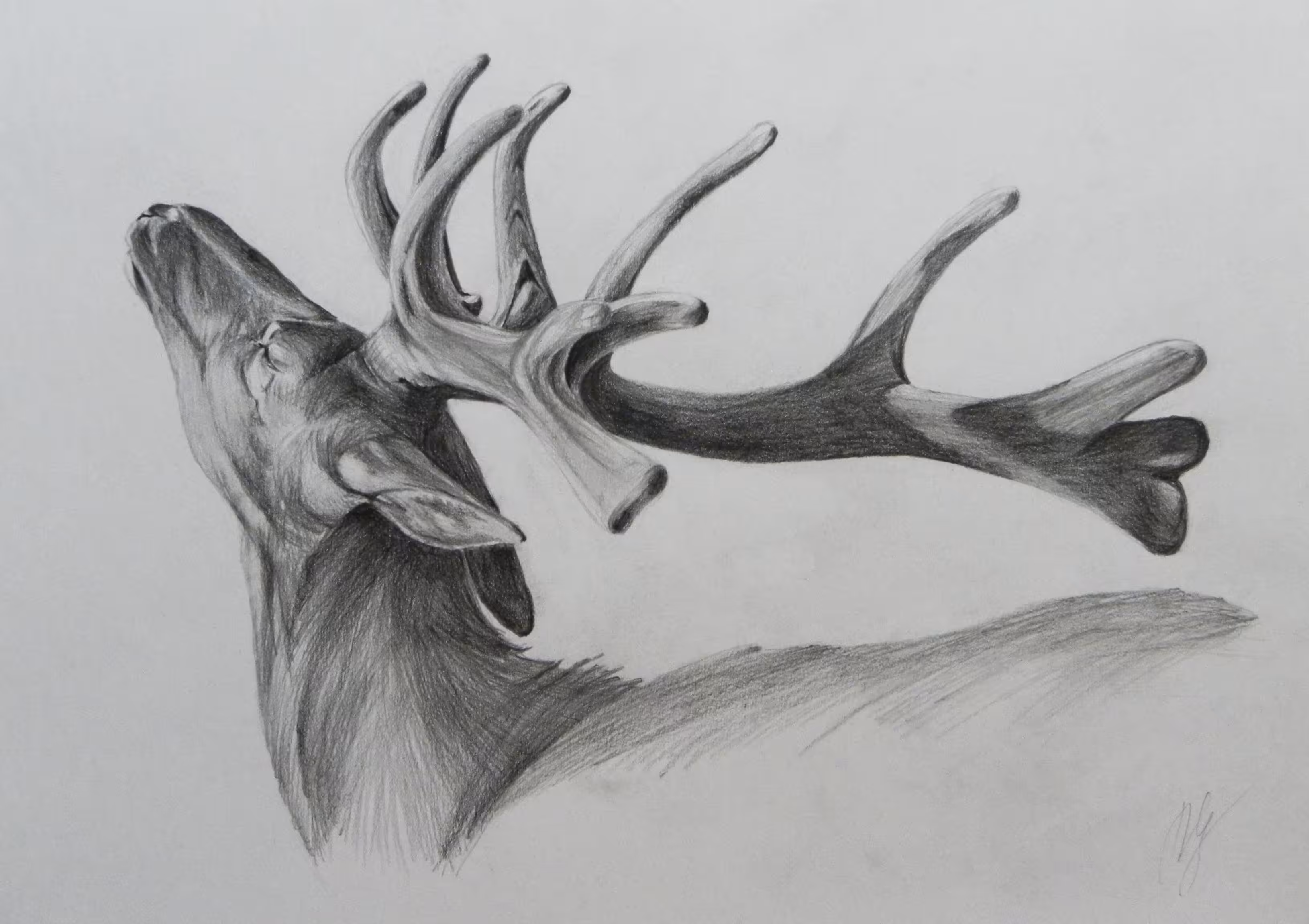 Deer