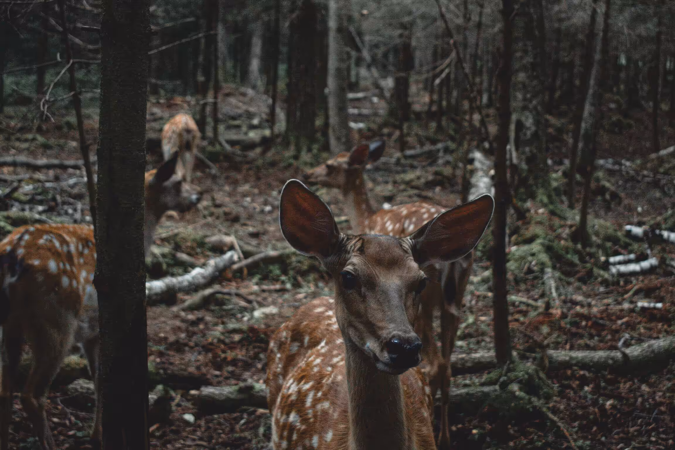 Deers