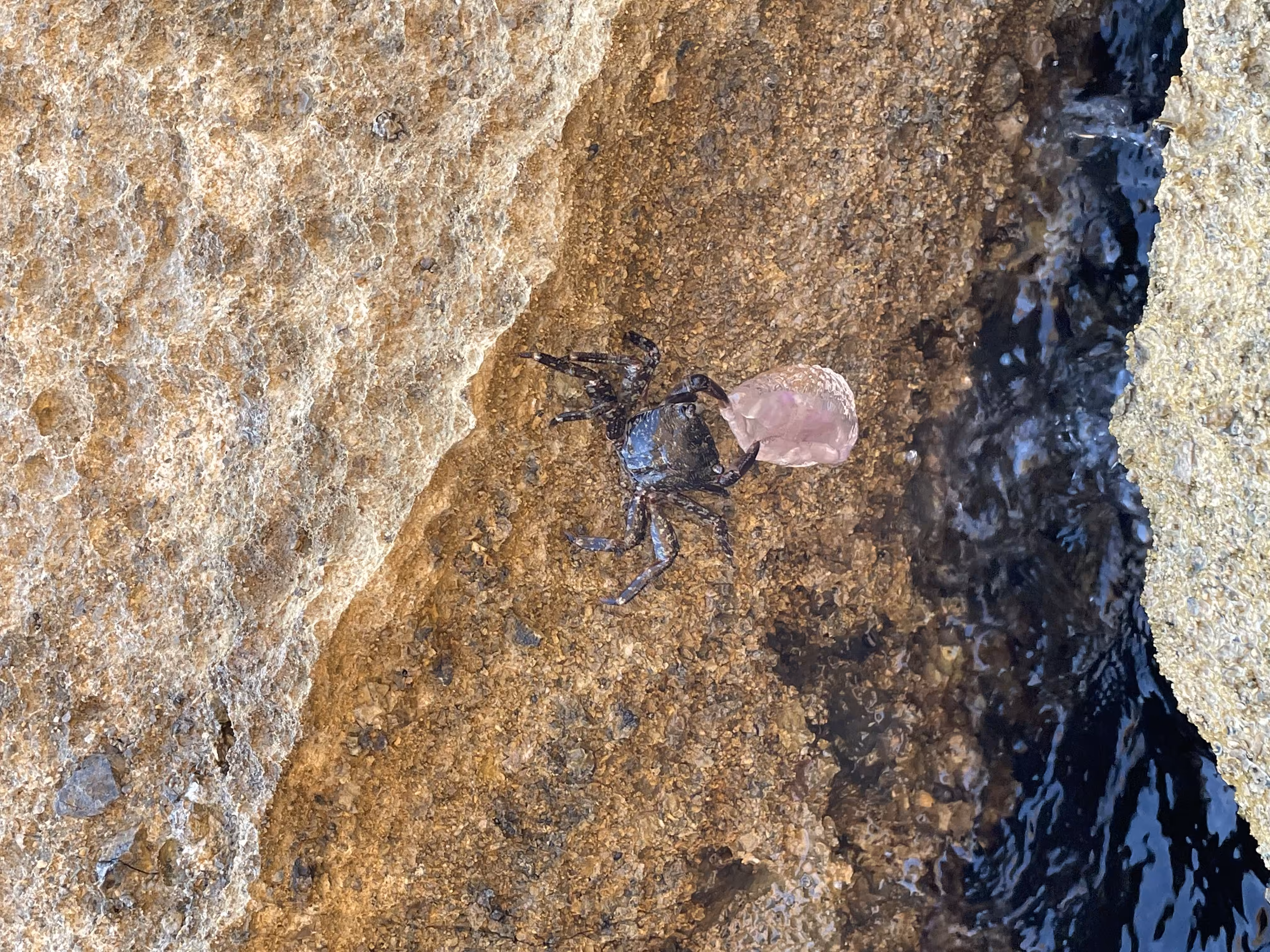 FishingCrab N.O. 1