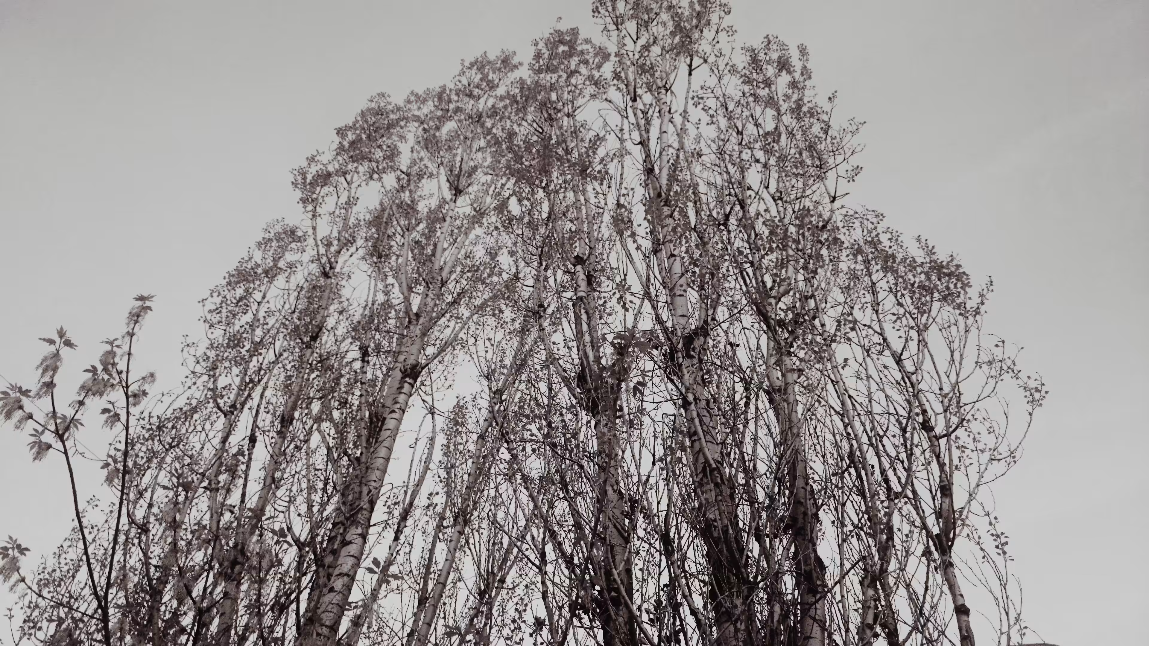 Photos: Poplars