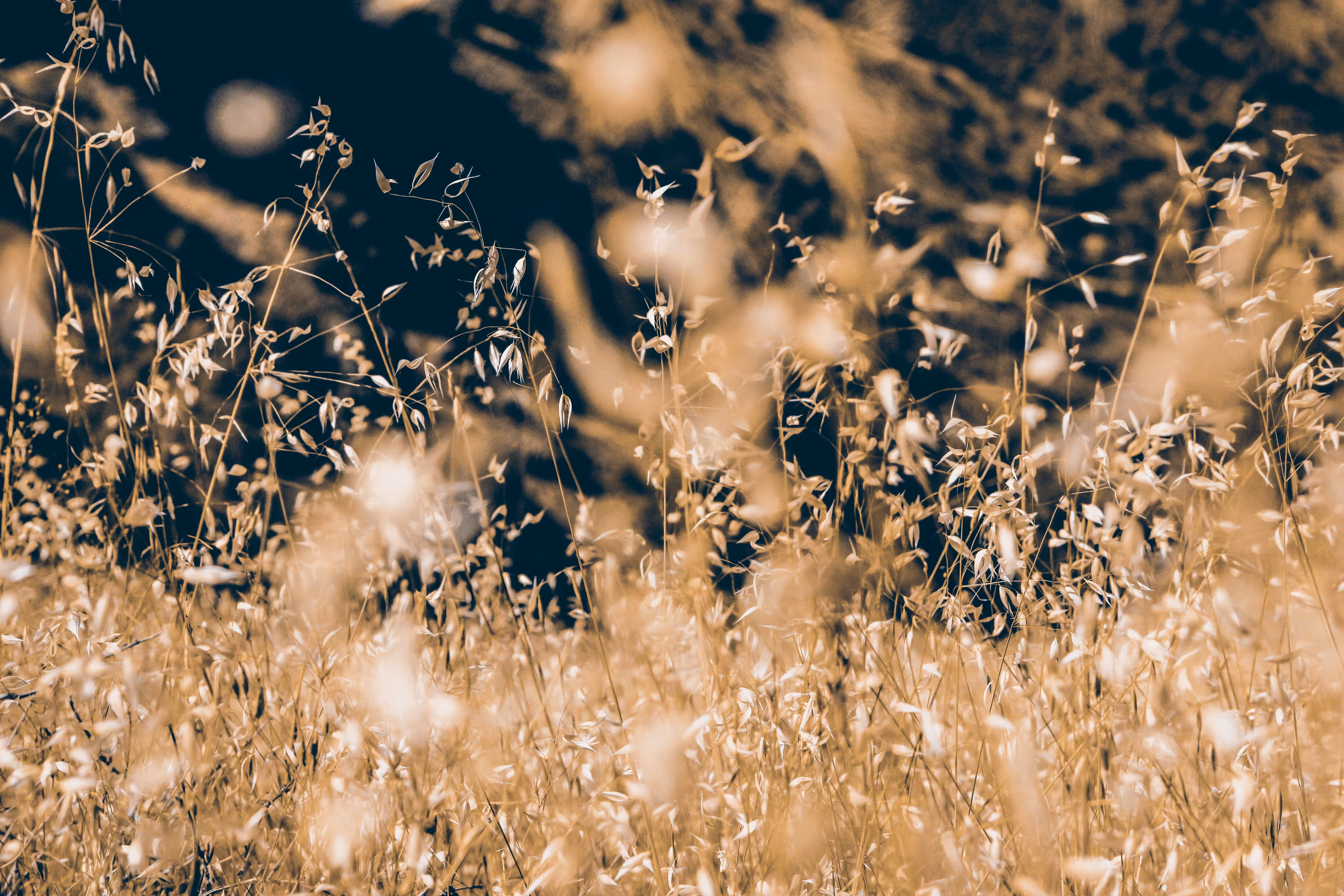 Golden Grace
