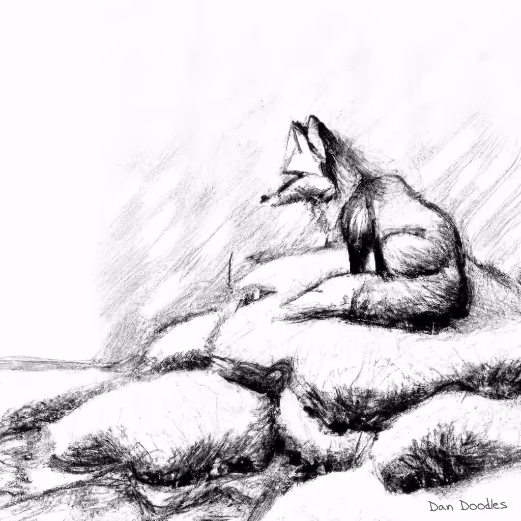 The Lonely Fox