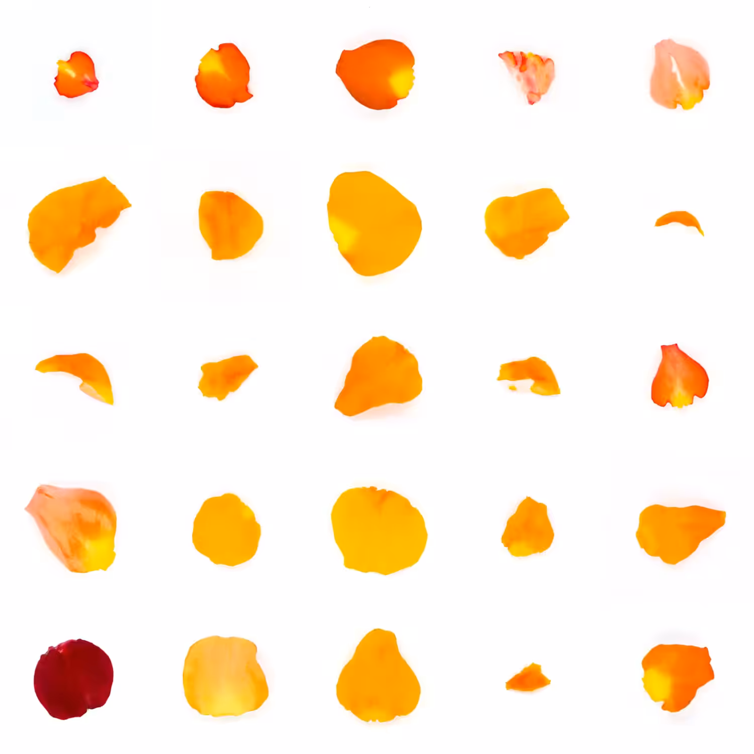 Infinite Petals 5x5#20607