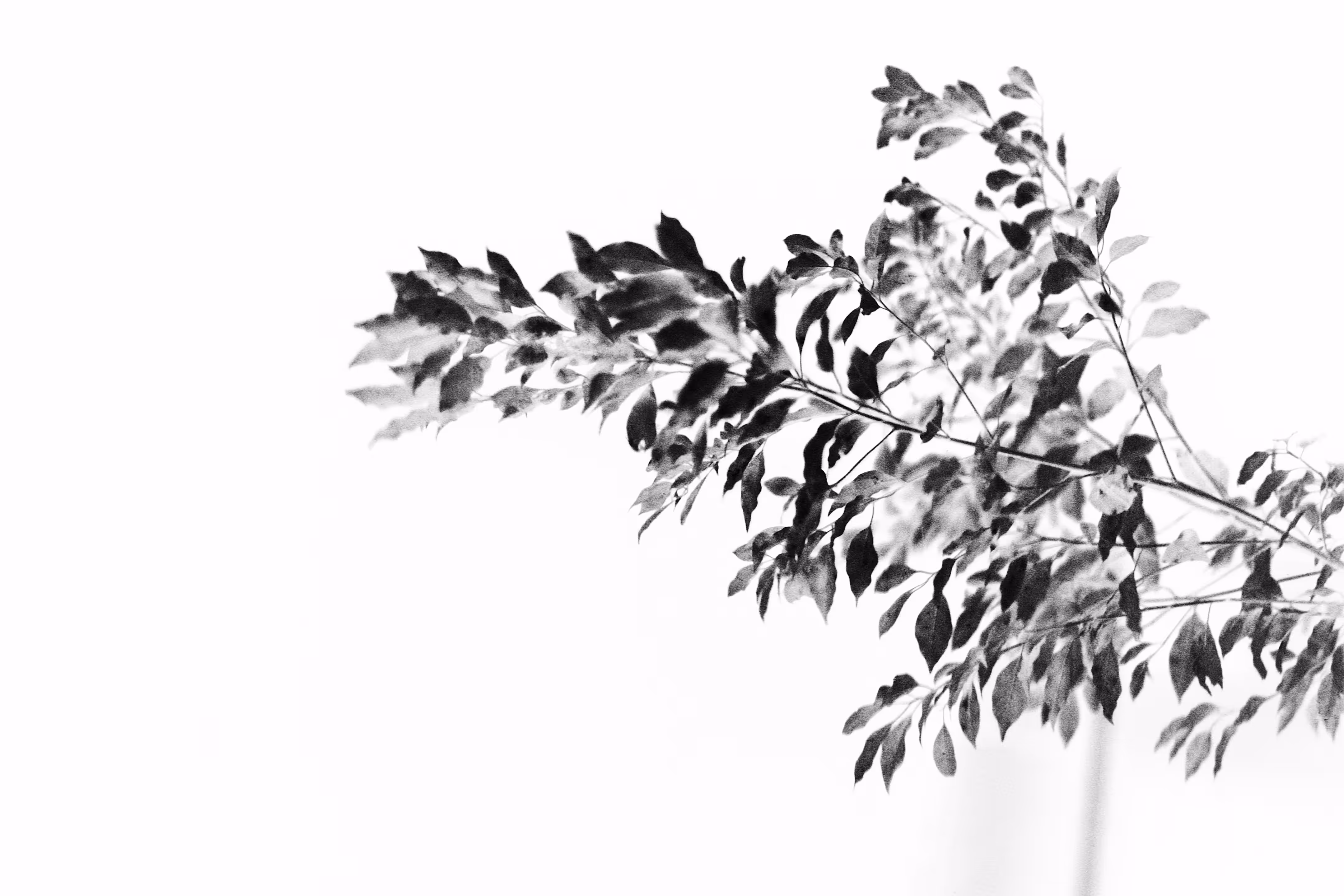 White Night No.1