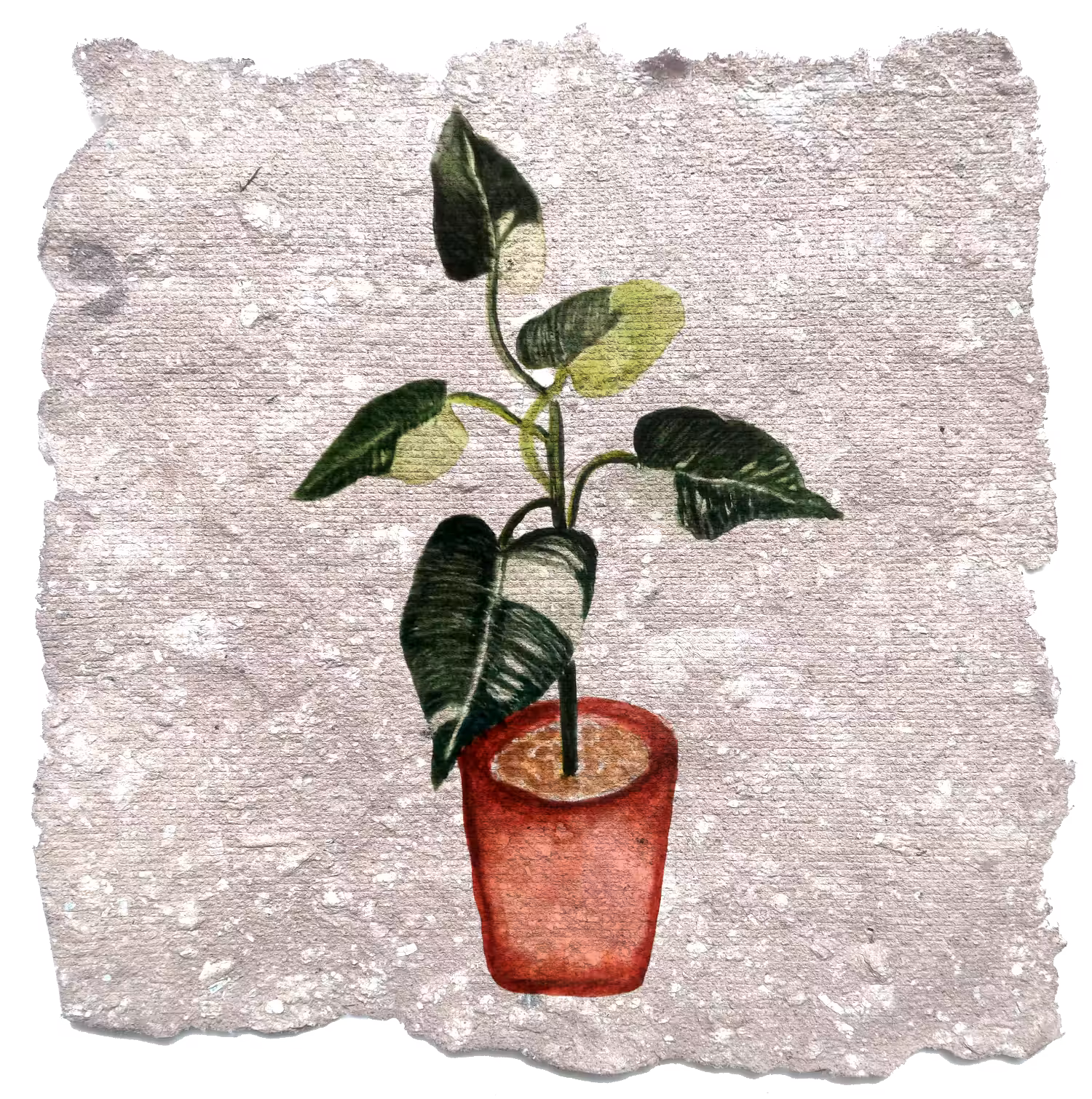 Warna Daun Variegata