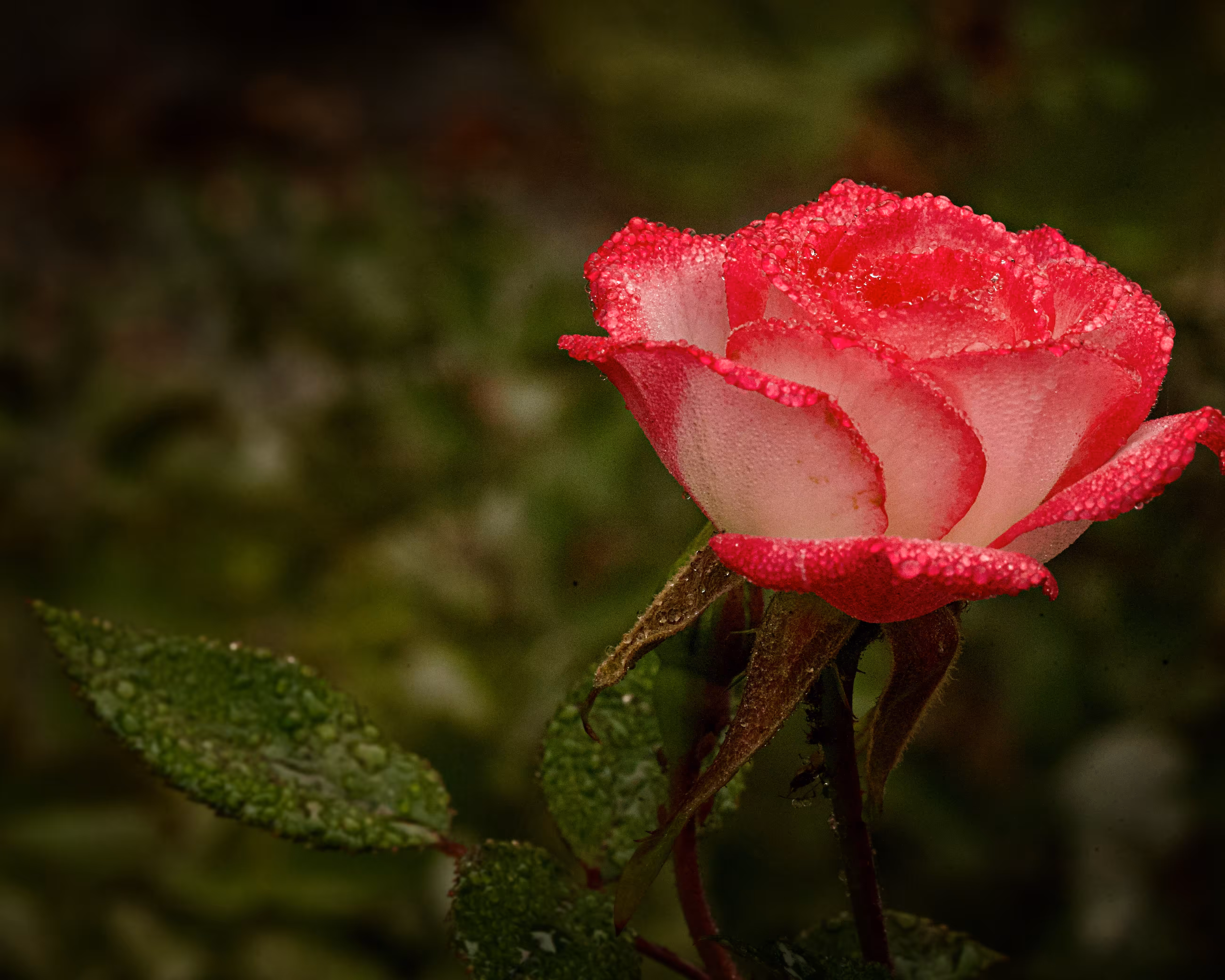 A Rose By Any Other Name