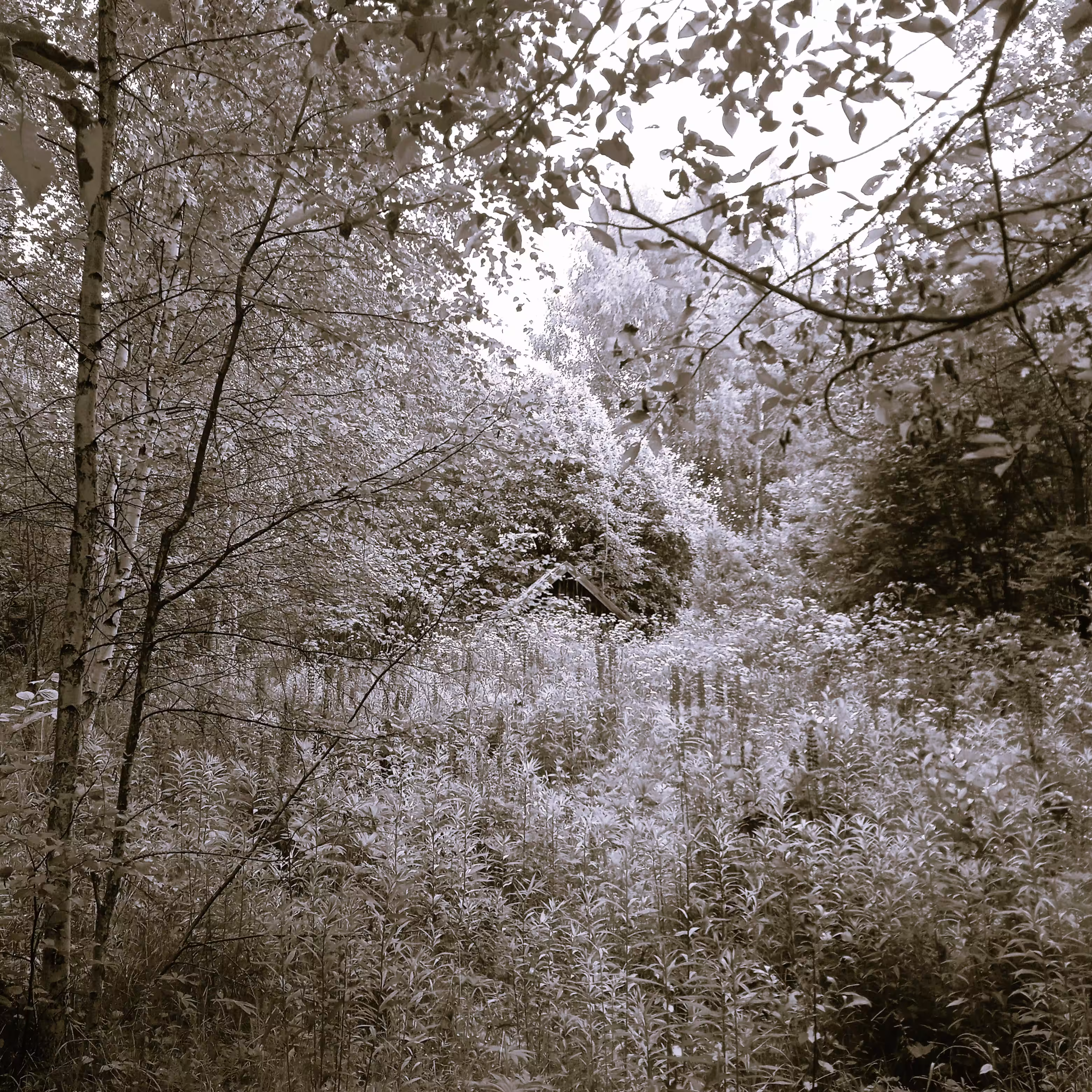Small house in the Woods