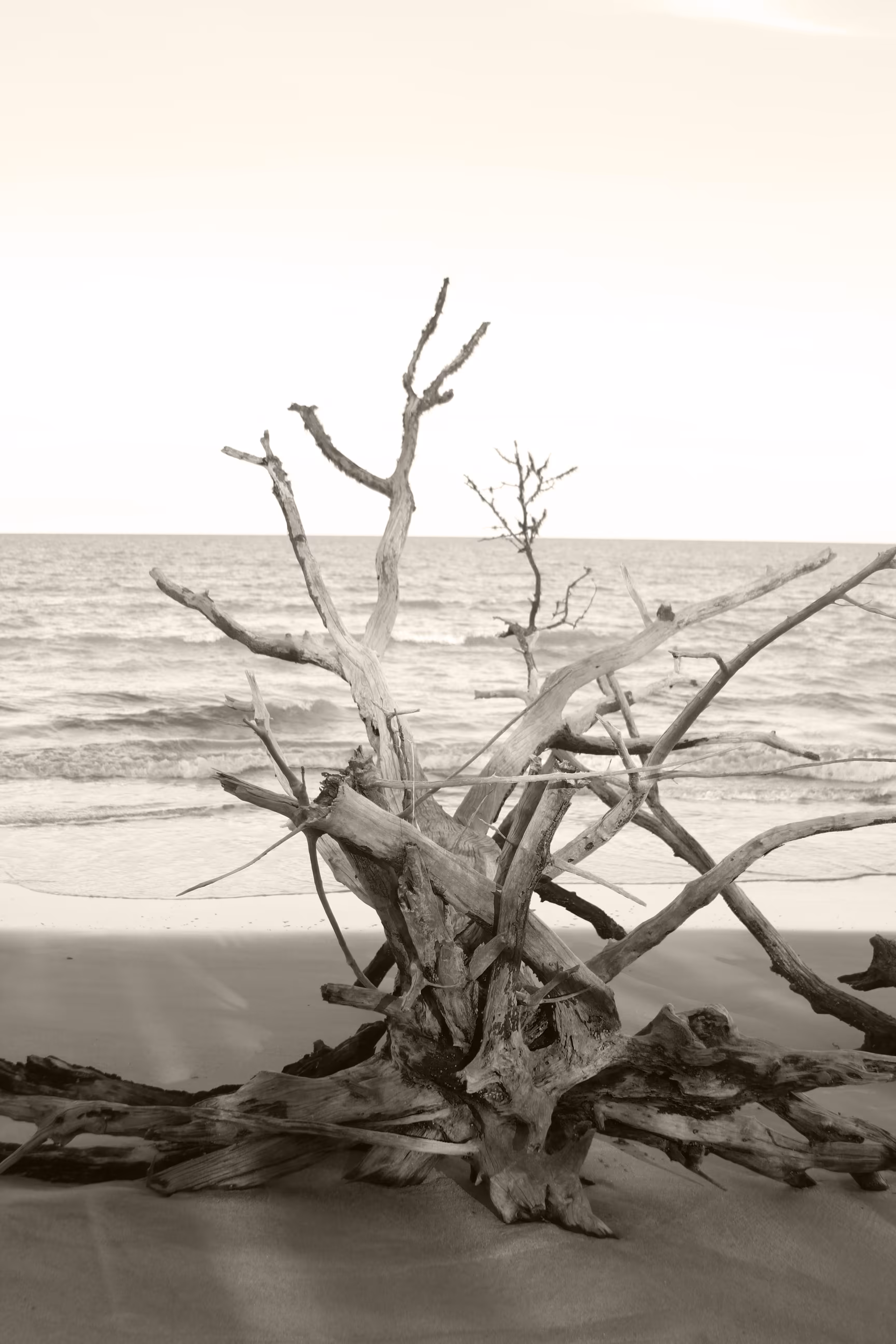 memory of the trees 4