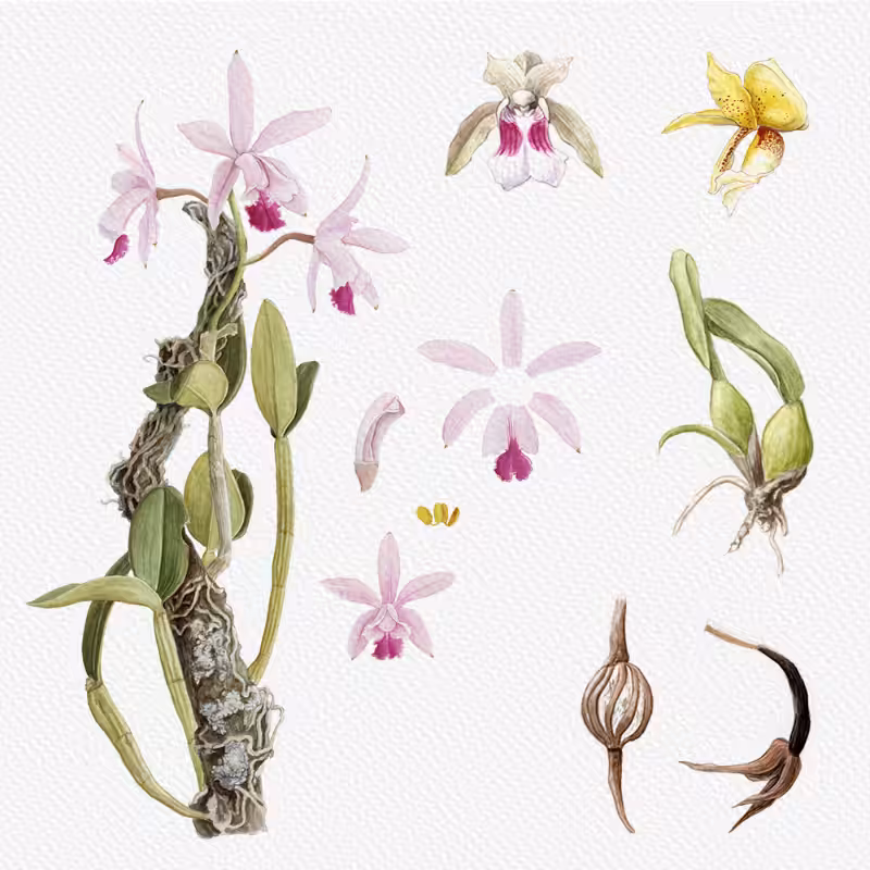 Botanical Illustration - Orchids 1 #57