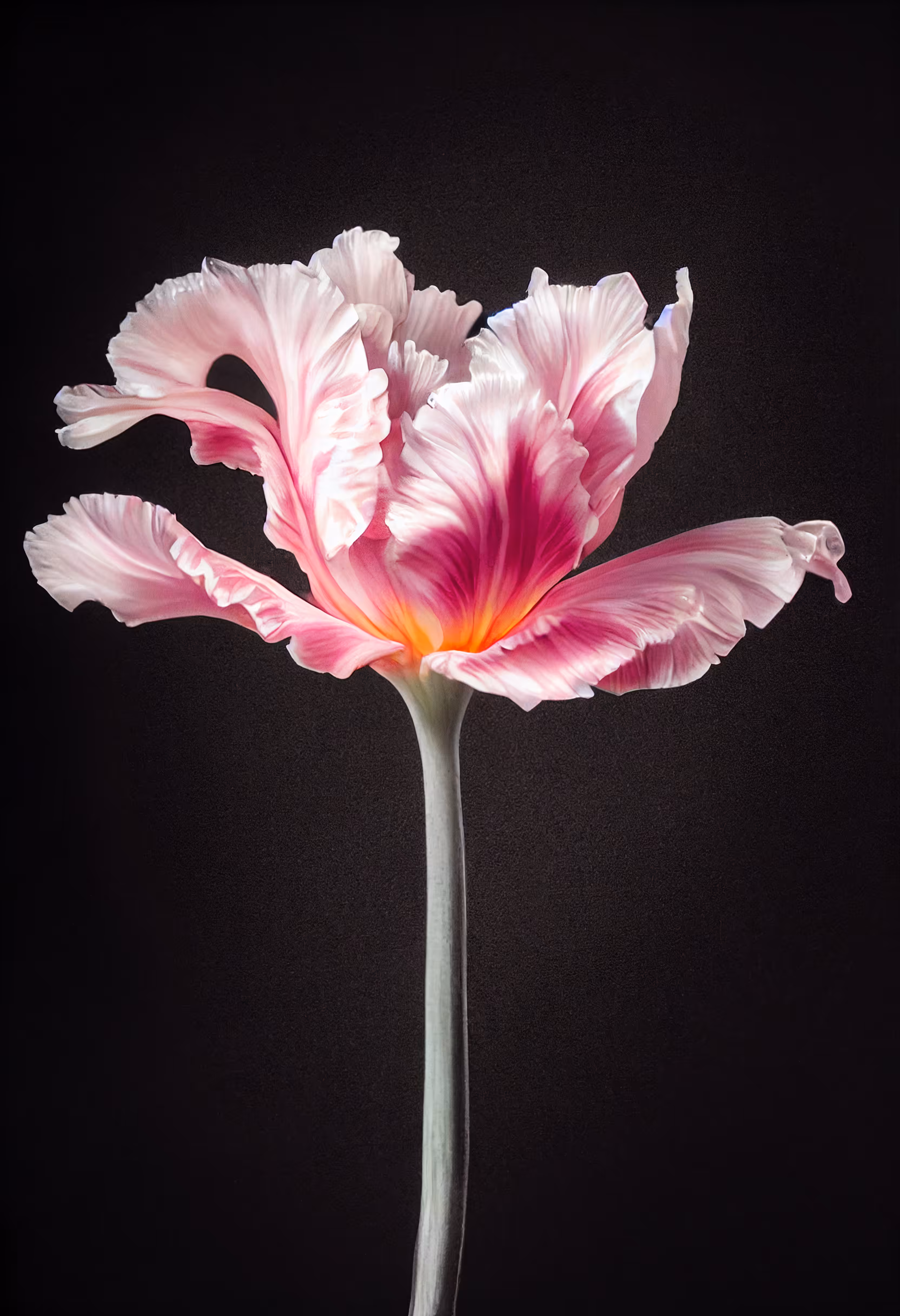 A Flower, Just For You. #43