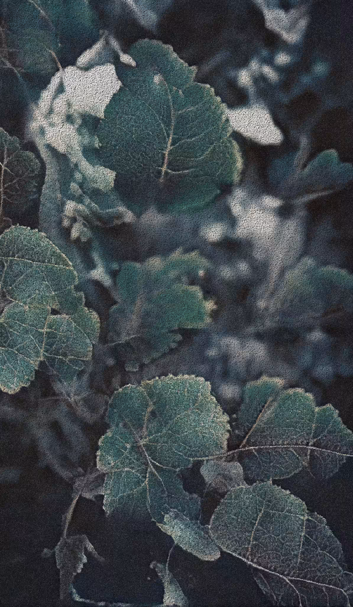 APPARATUS-VITIS: Apparatus Vitis #14