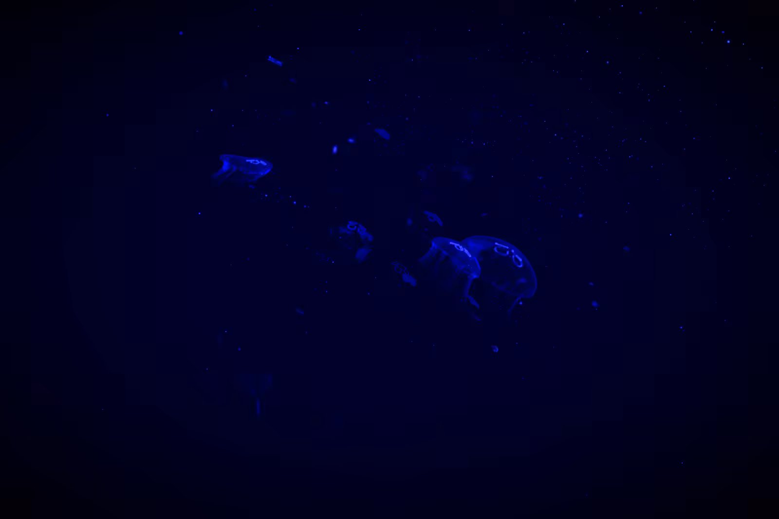 Turtle Vision #19