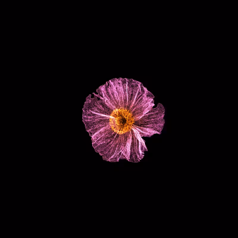 White Poppy 30 #114