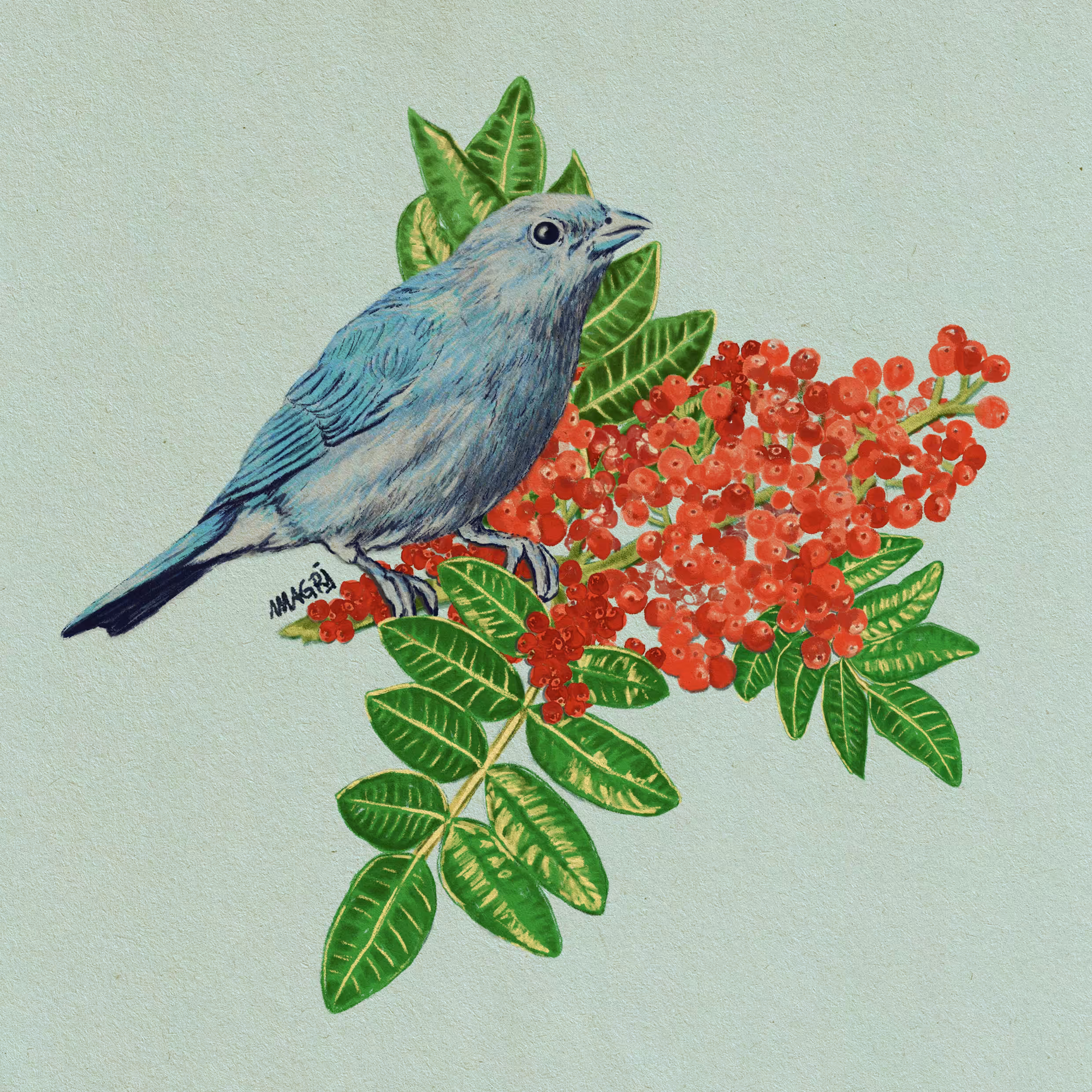 blue-gray tanager & mastic tree