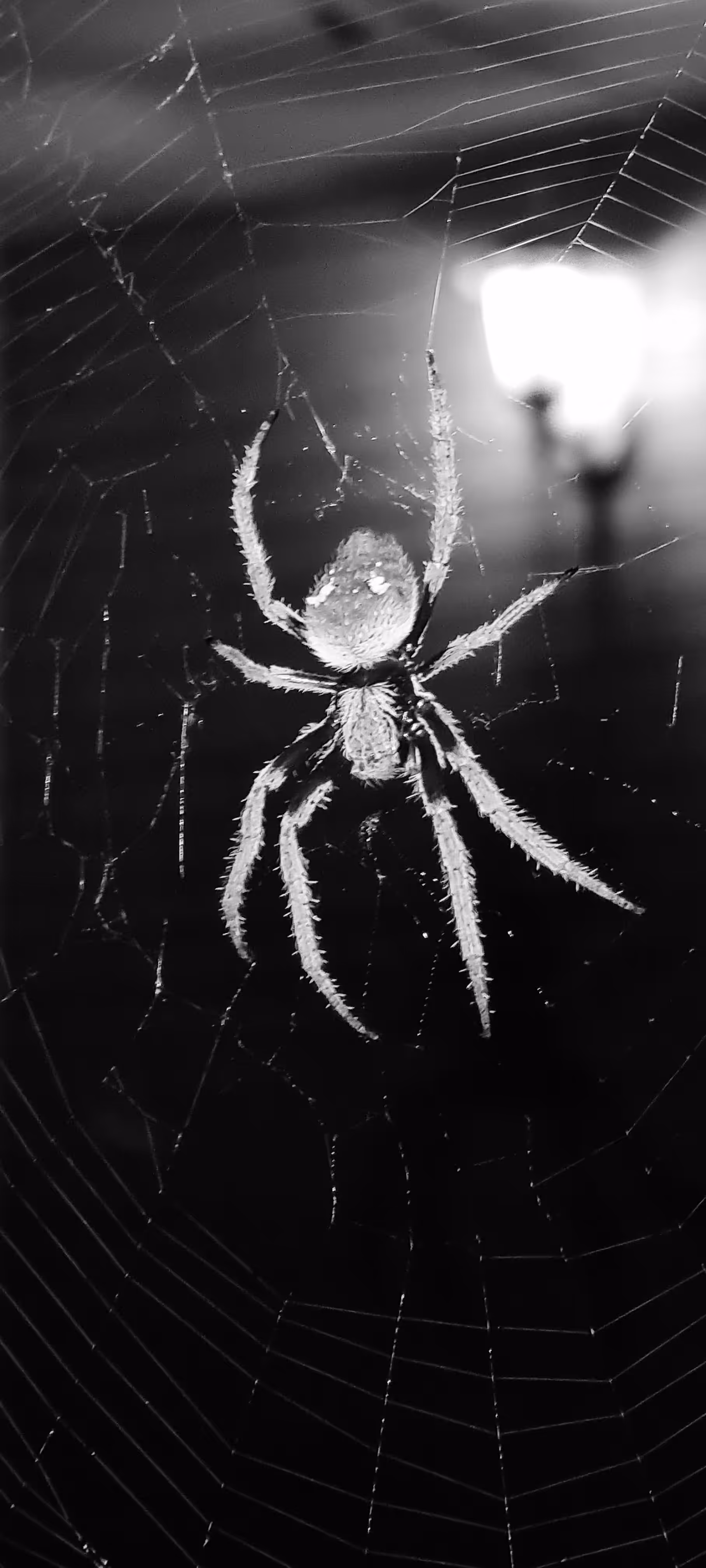 Orb weaver