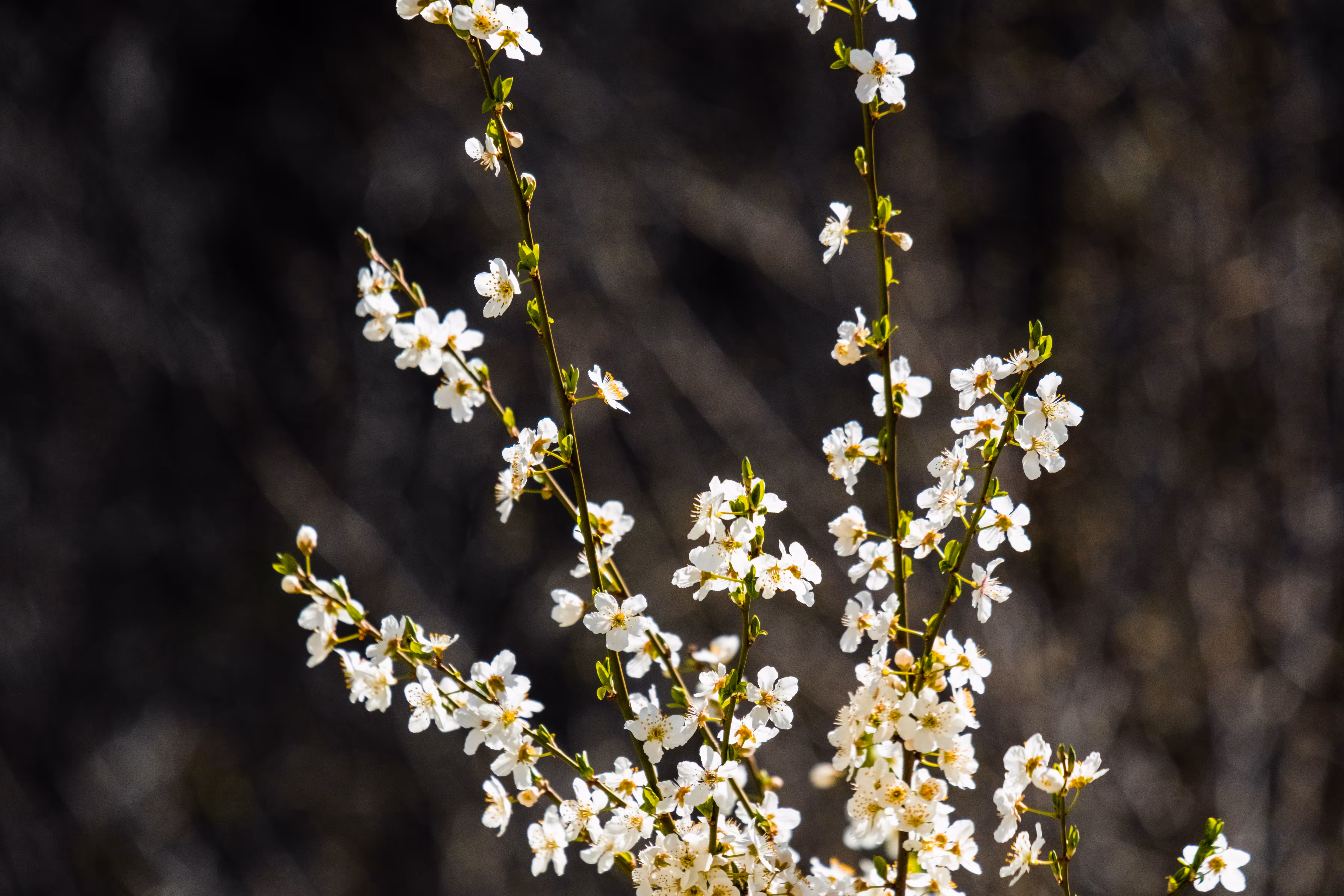 Radiant Spring Contrast