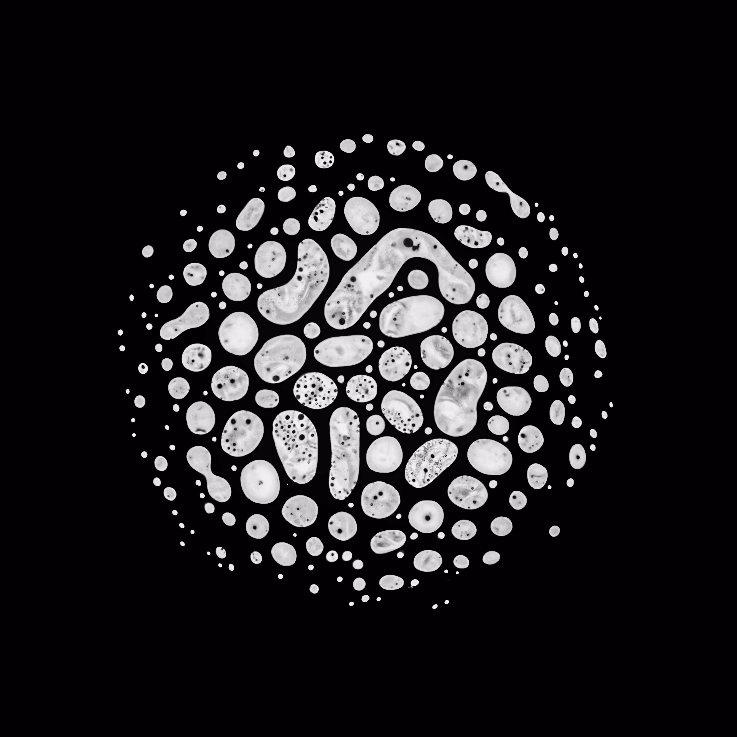 Haematopoiesis #192
