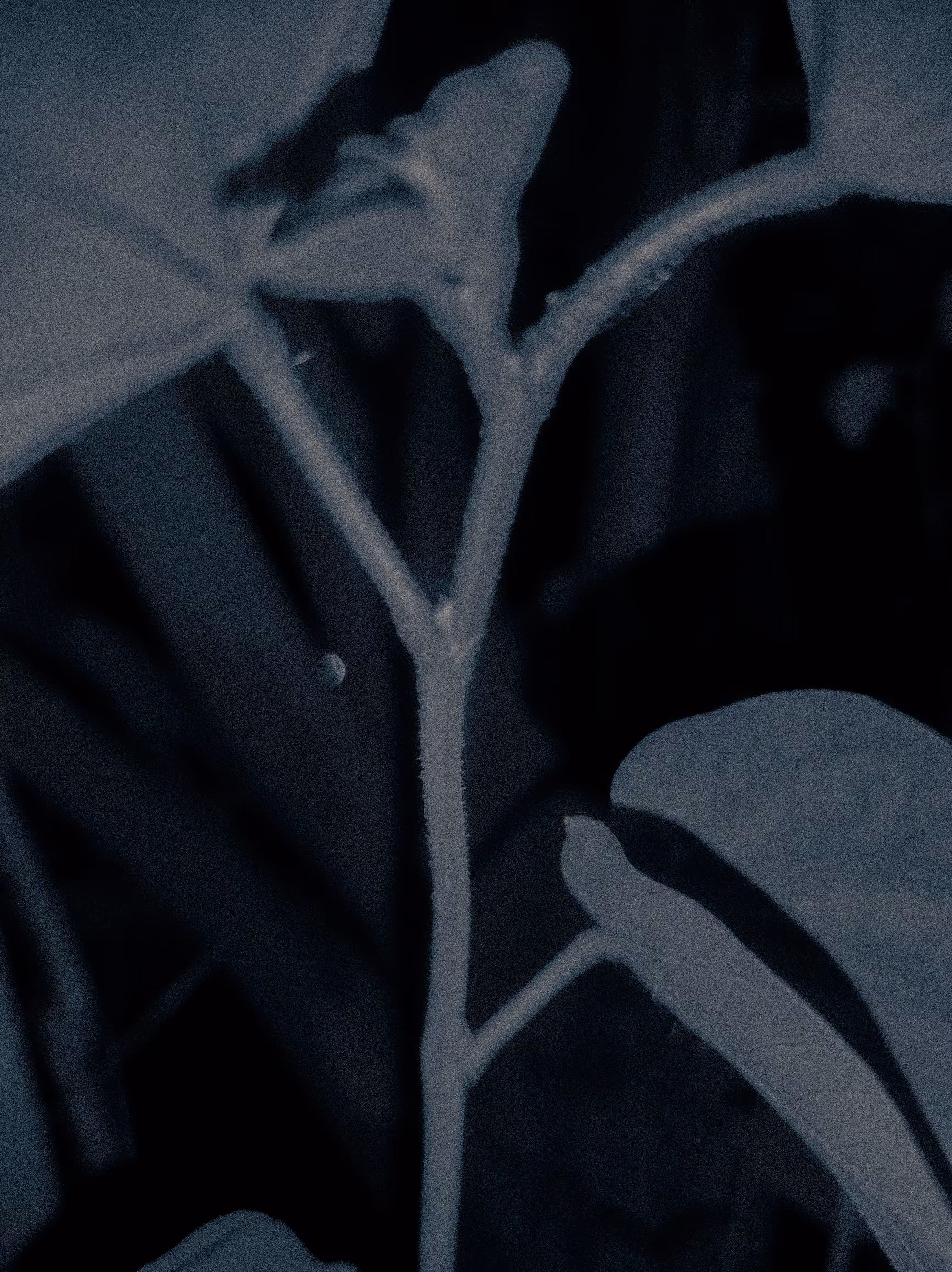 Sprouting In The Dark