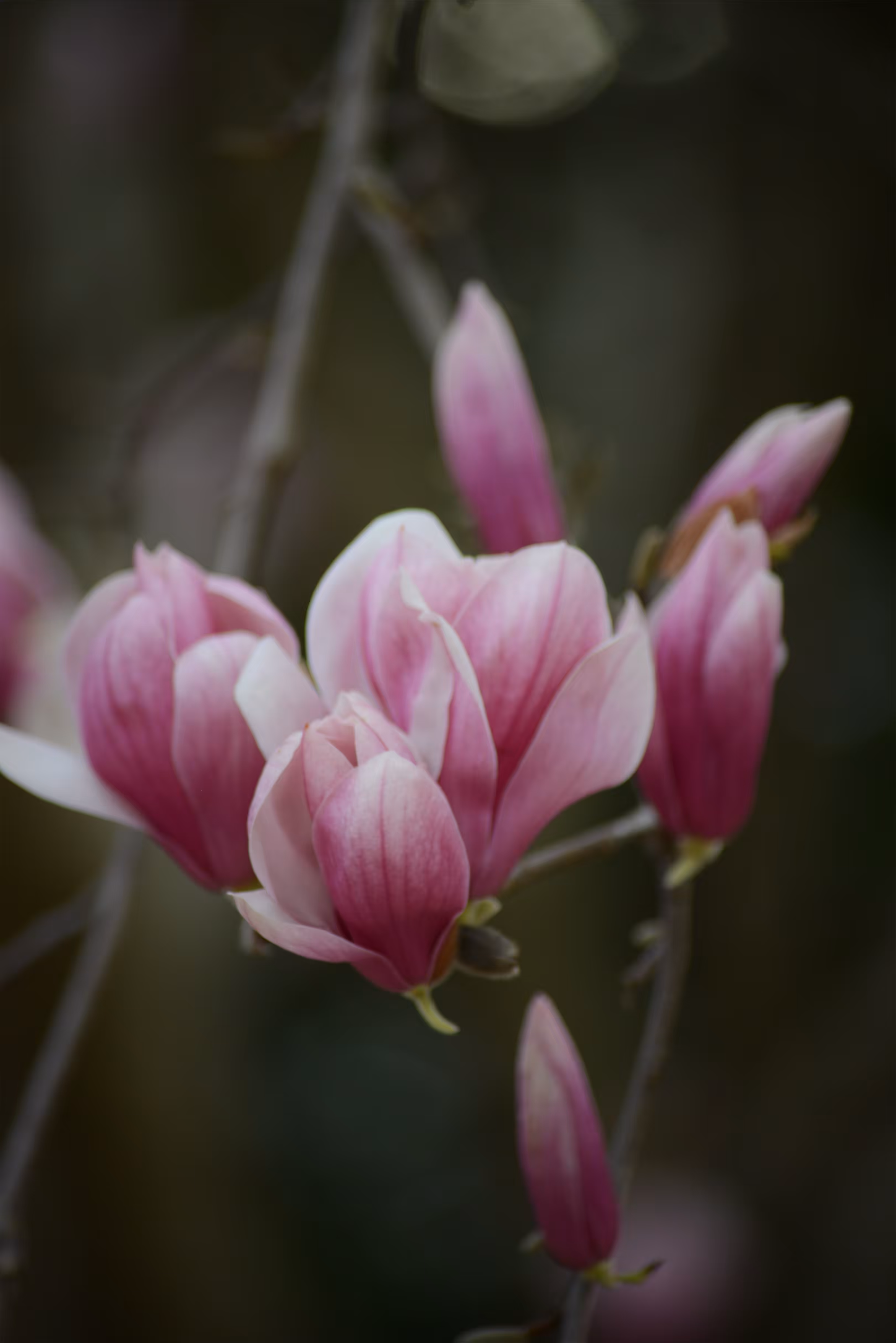 Magnolias 1