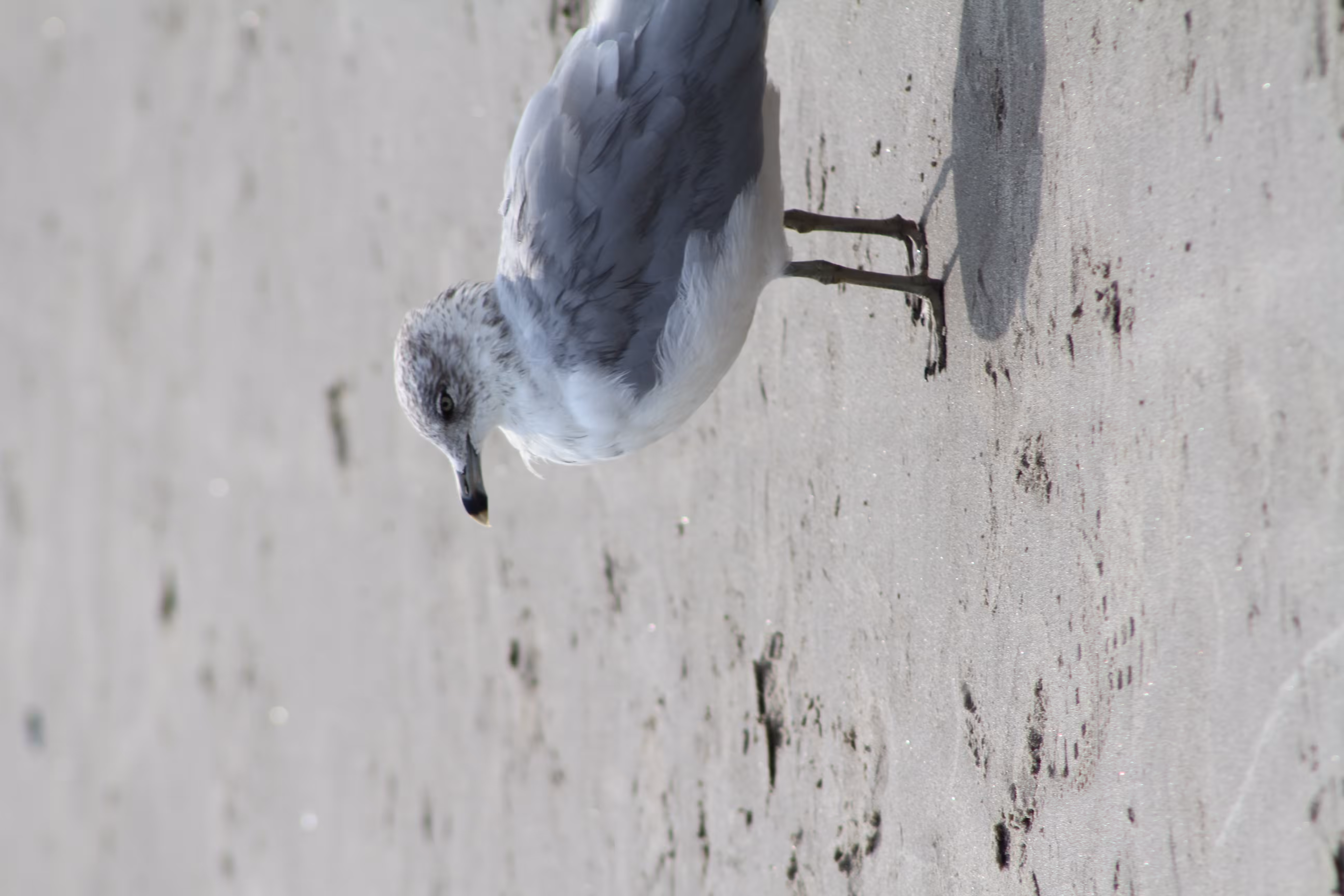 SEAGULL BEACH DAY #5
