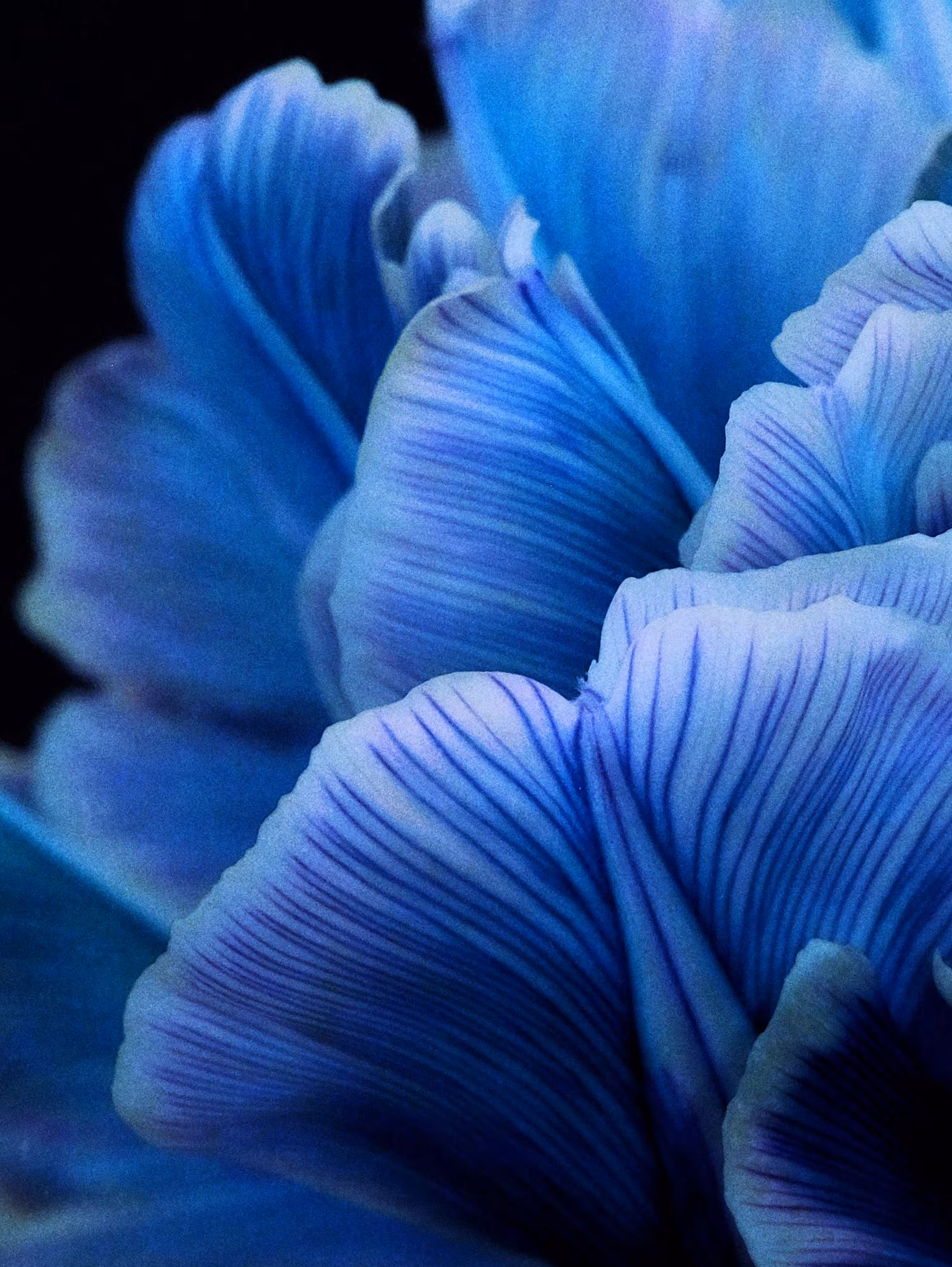 Blue Triptych [left]