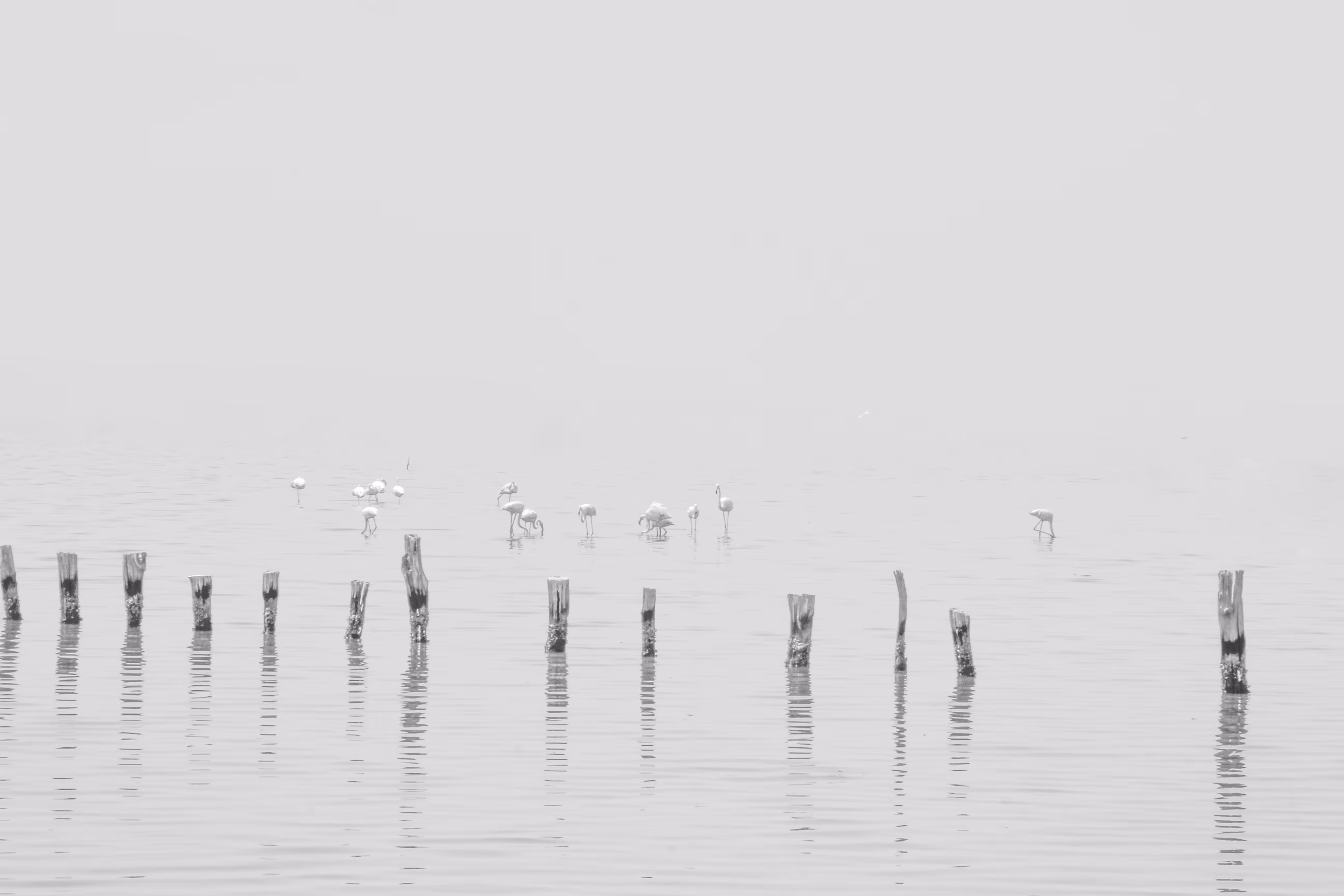 Stillness in White
