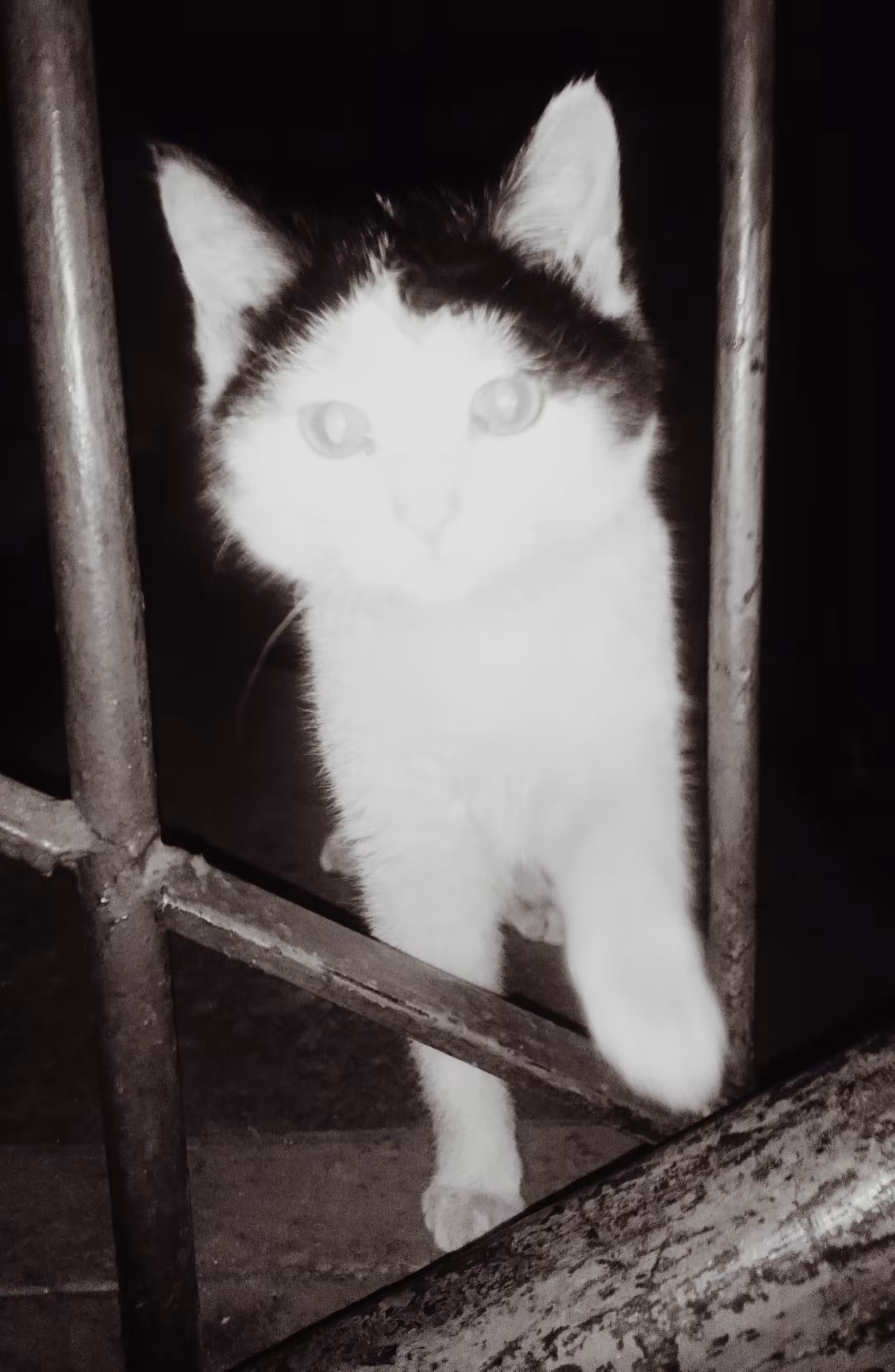 Kitten