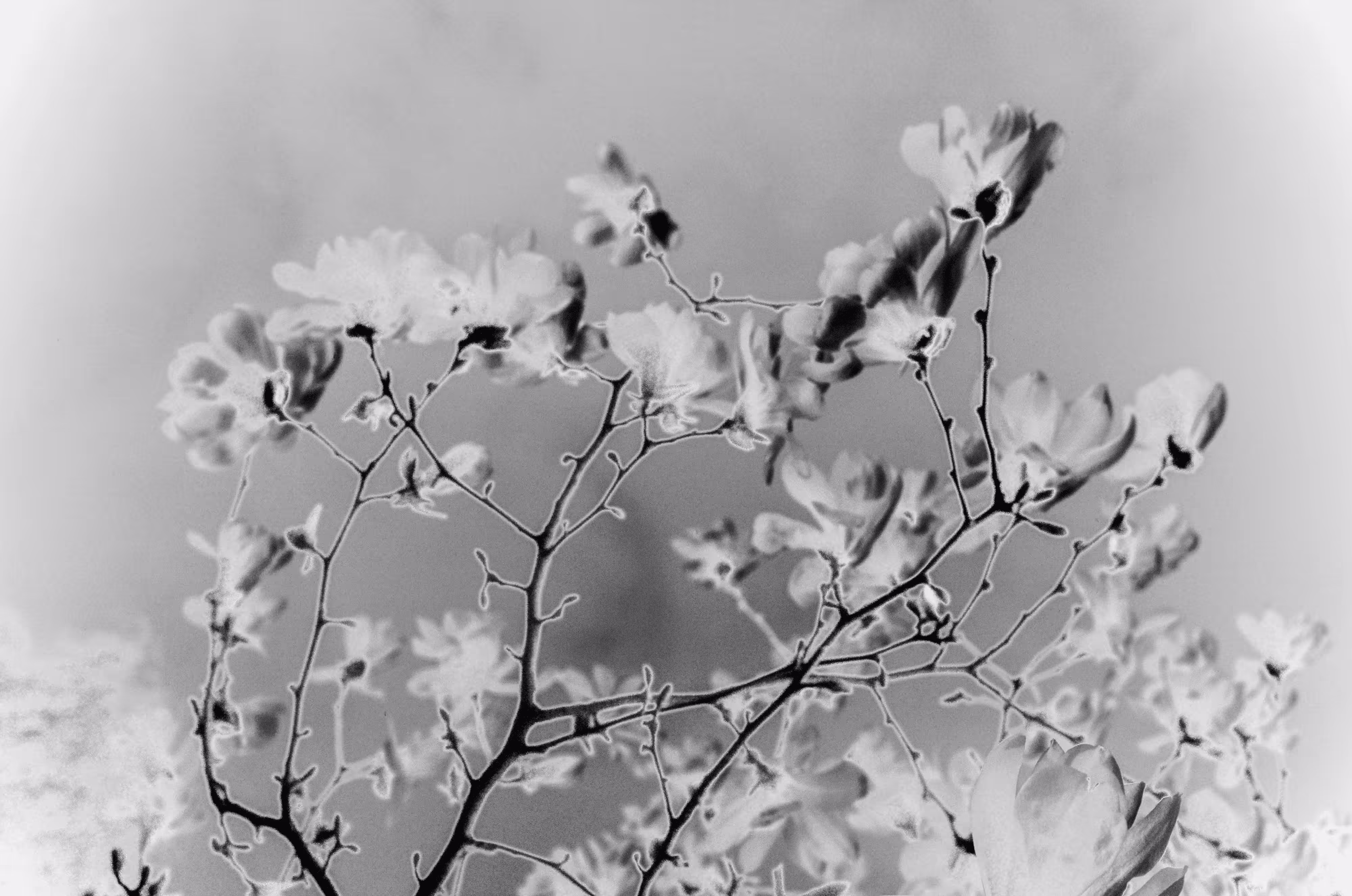 bw magnolias
