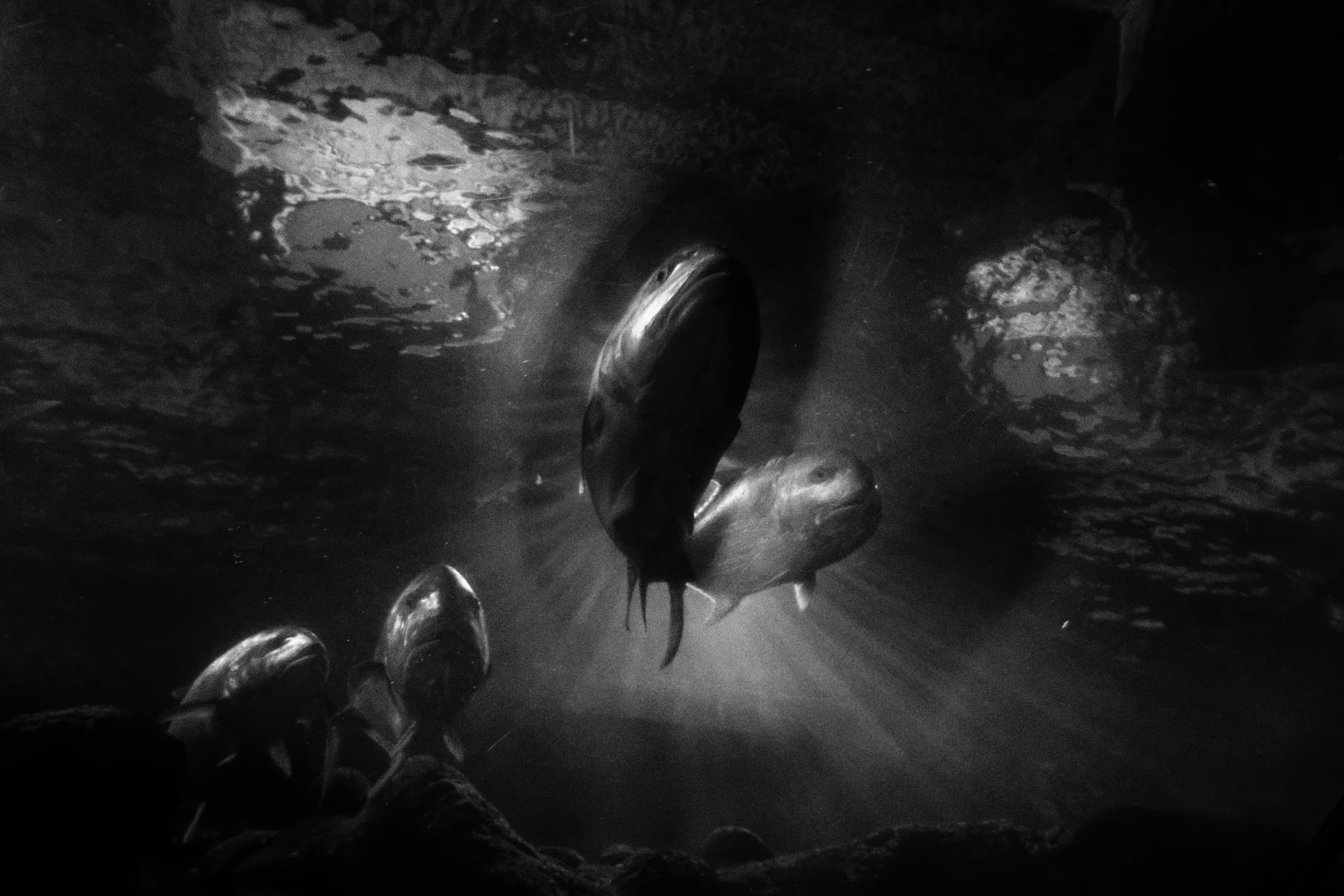 Seafolk