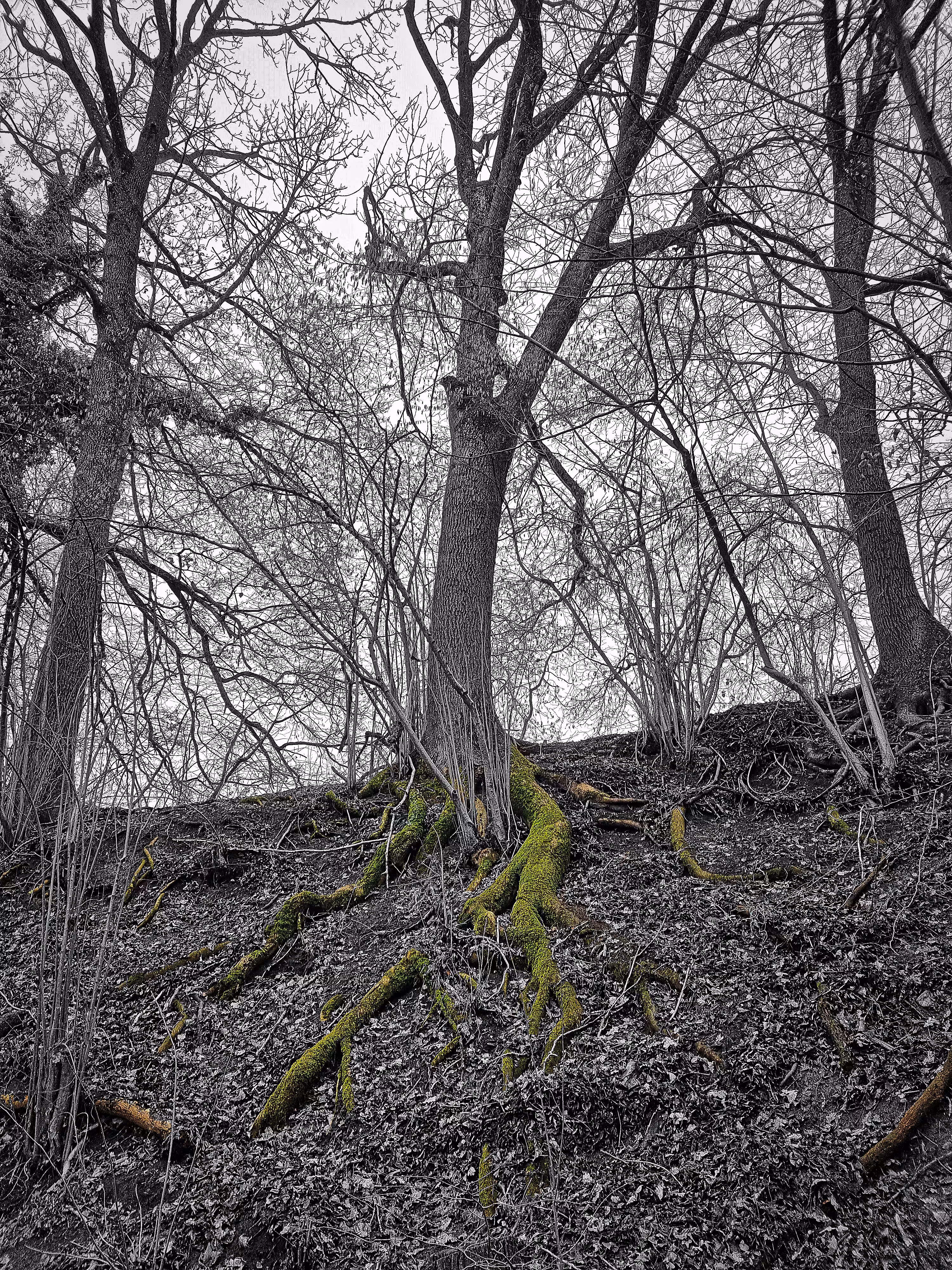Roots