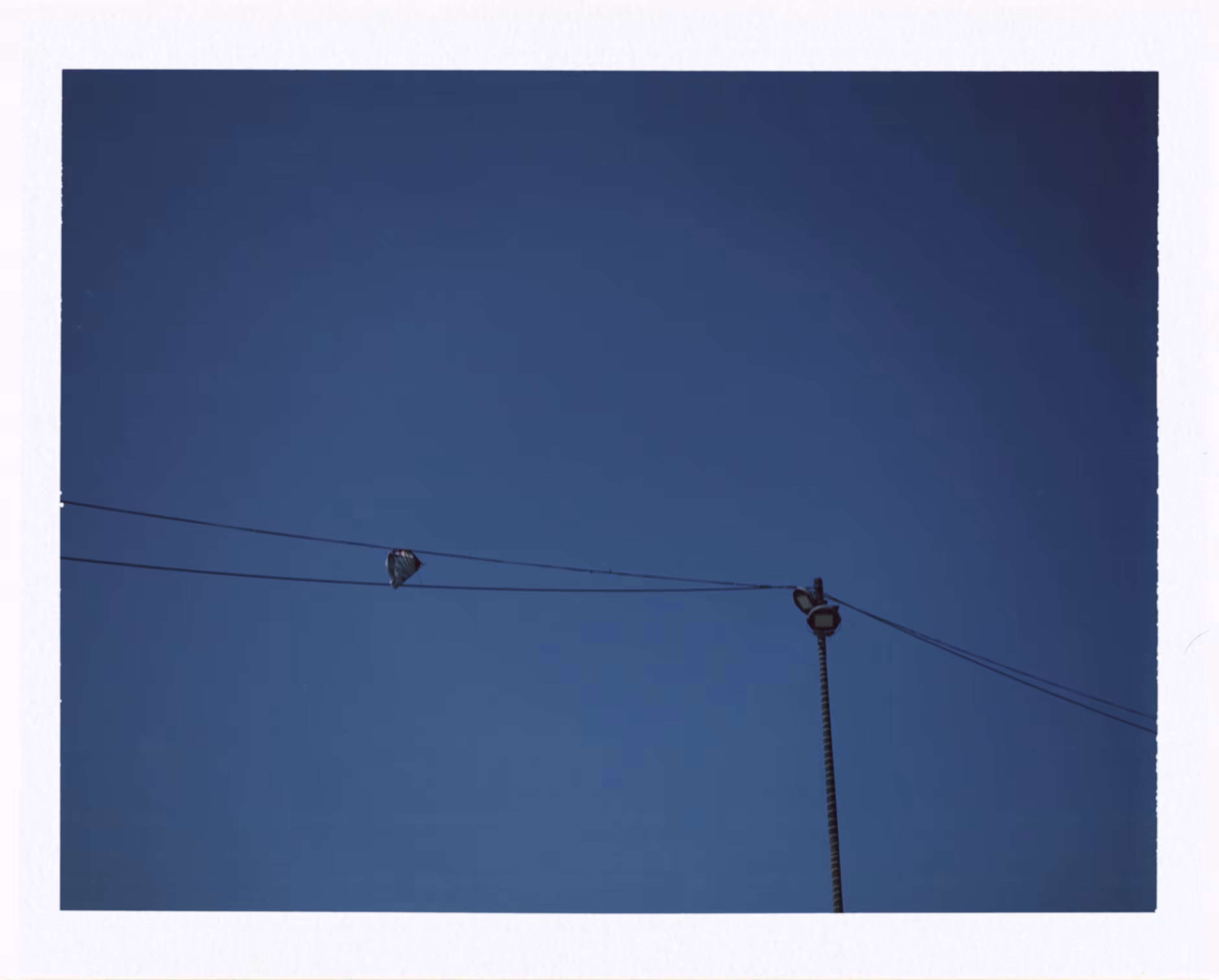 Kite
