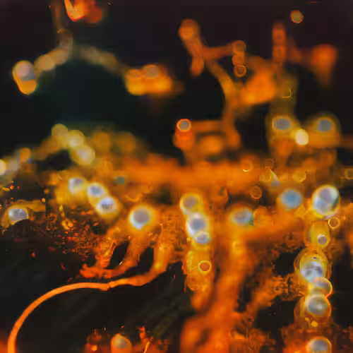 Molecular Atlas #54