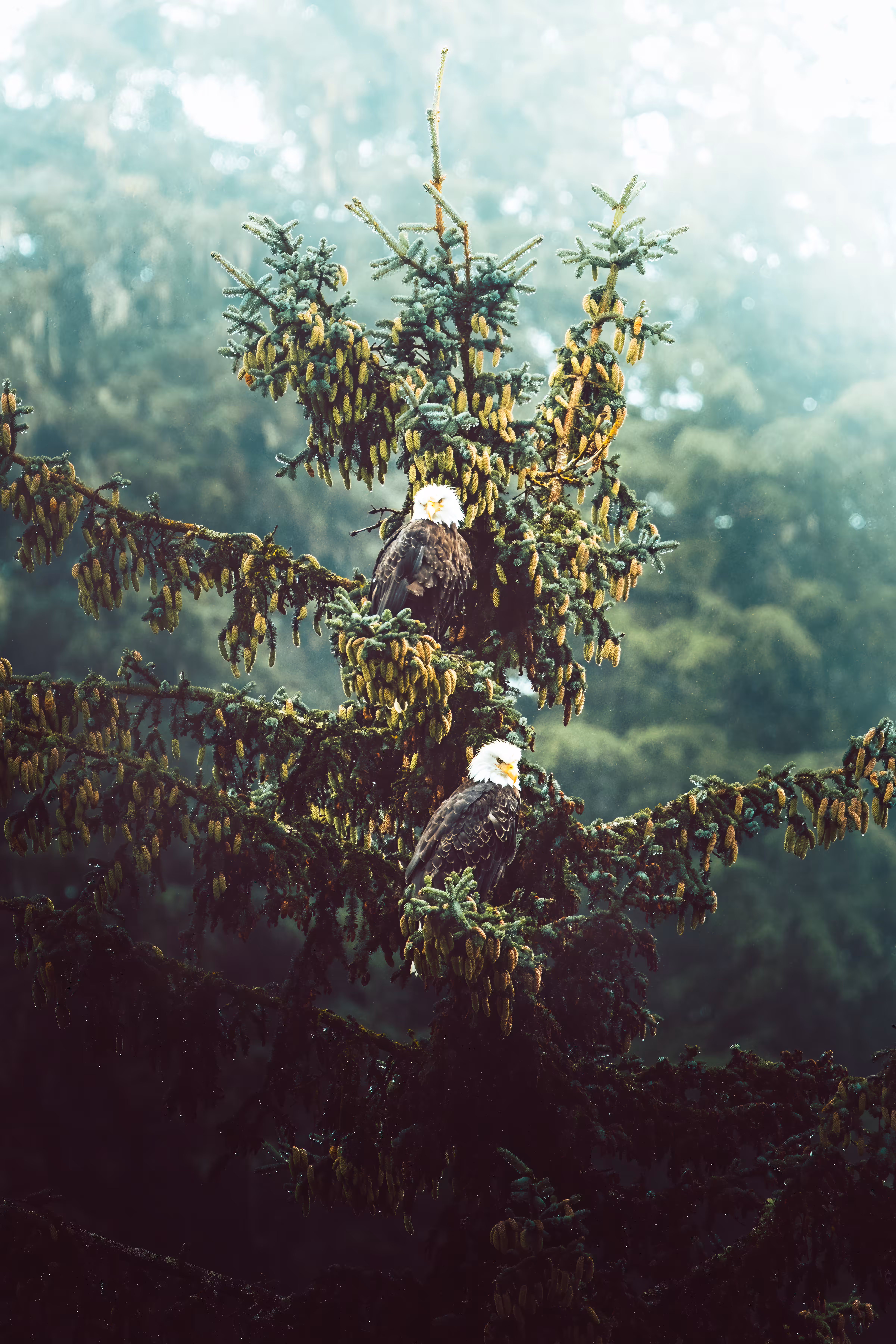 River Sentinels